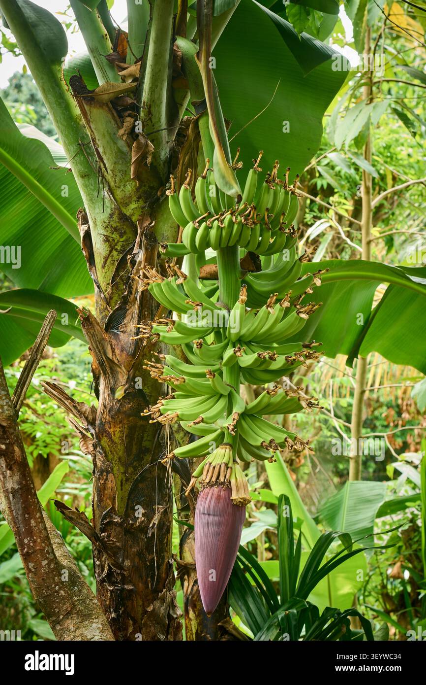 banane verdi non mature appese su alberi tropicali in giardino, grandi fiori viola e grandi foglie verdi, vista laterale con spazio per copiare, agricoltura tropicale Foto Stock