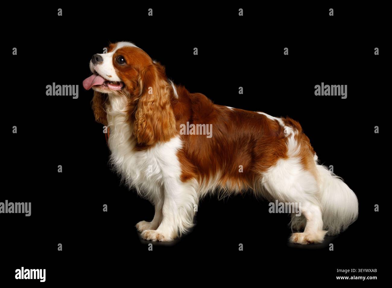 Cocker Spaniel inglese in posa, vista laterale a tutto il corpo, ritratto in studio su sfondo nero Foto Stock