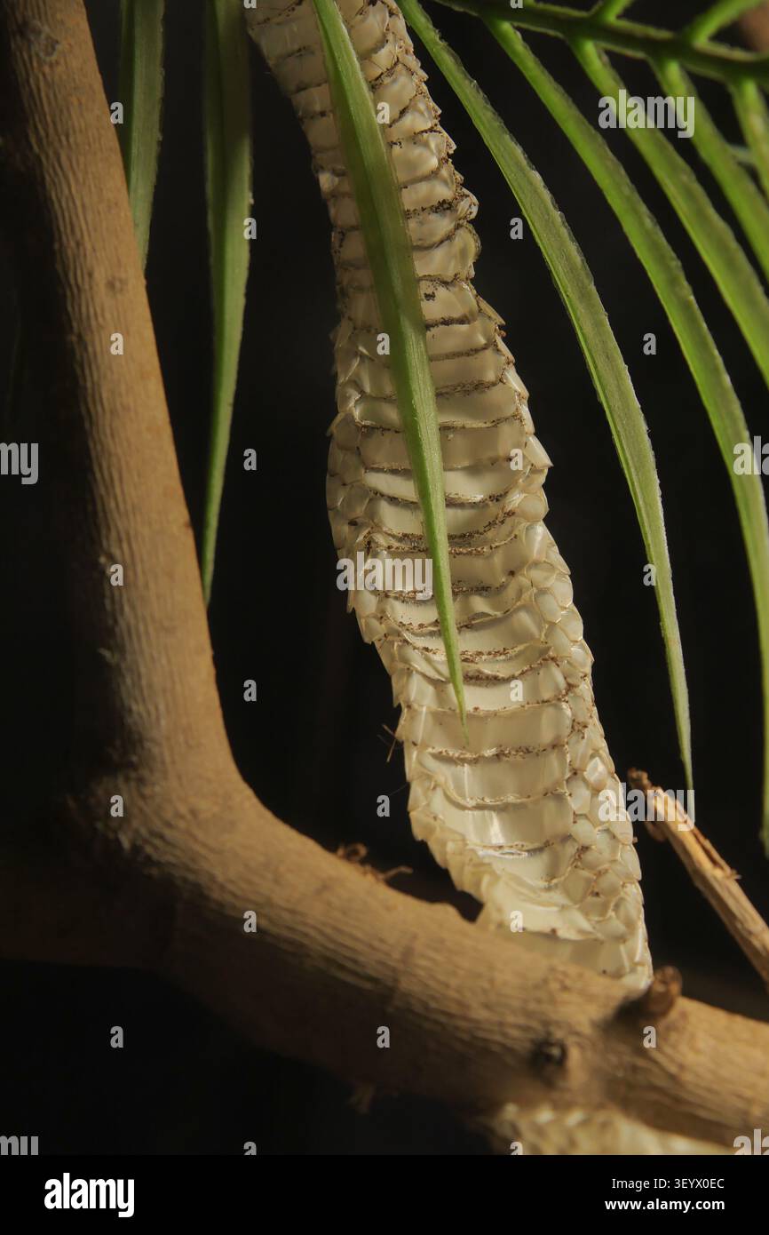 Primo piano della pelle di serpente di cappa avvolto sul ramo dell'albero che mostra scale e consistenza naturale Foto Stock