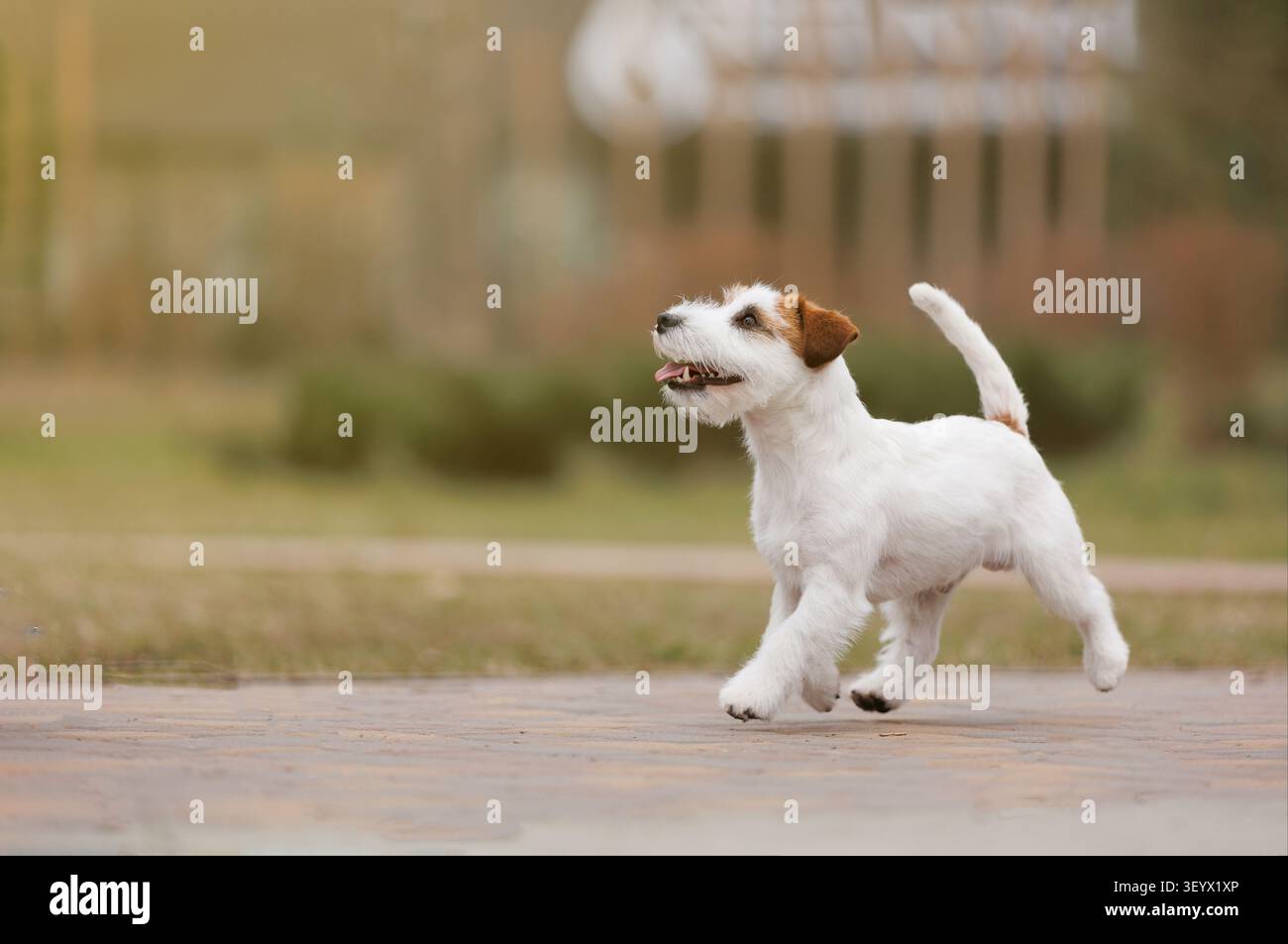 Happy Jack Russell Terrier che corre lungo il sentiero nel parco cittadino, guardando in alto con entusiasmo e attenzione. Stile di vita all'aperto con spazio copia, capt Foto Stock