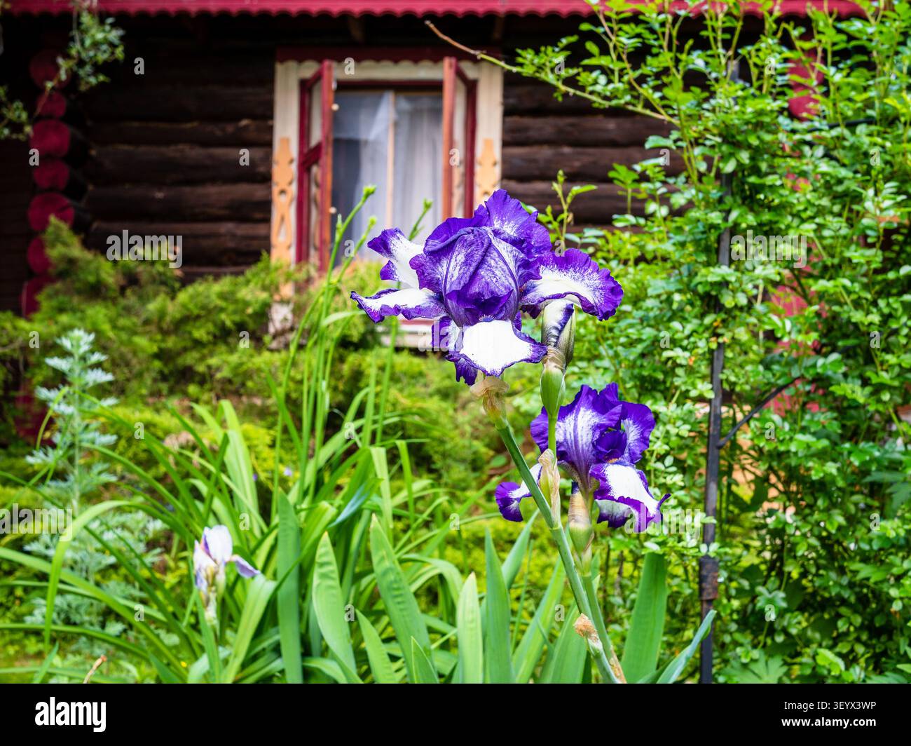 fiore di iris violetto naturale primo piano e casa rustica in legno di legno sullo sfondo il giorno d'estate Foto Stock