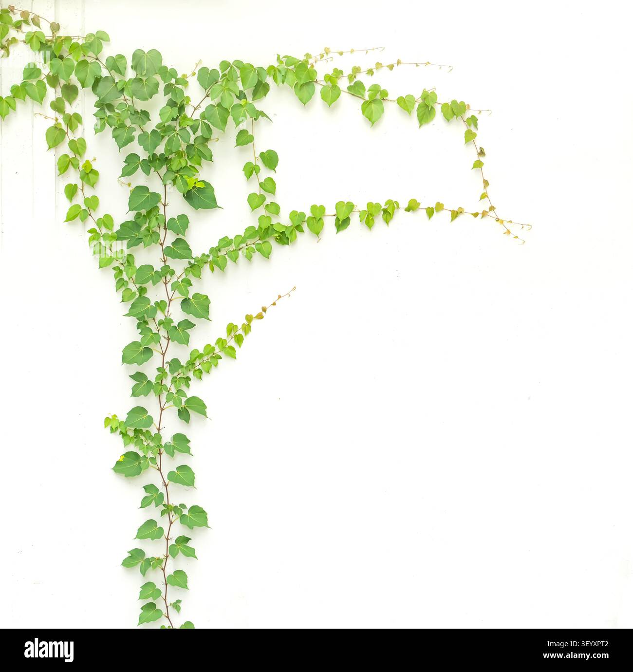 ivy lascia isolata su sfondo bianco Foto Stock