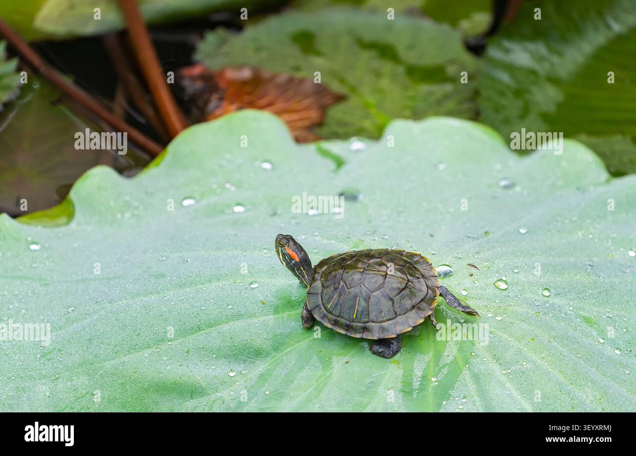 tartaruga che riposa sulle foglie di loto Foto Stock