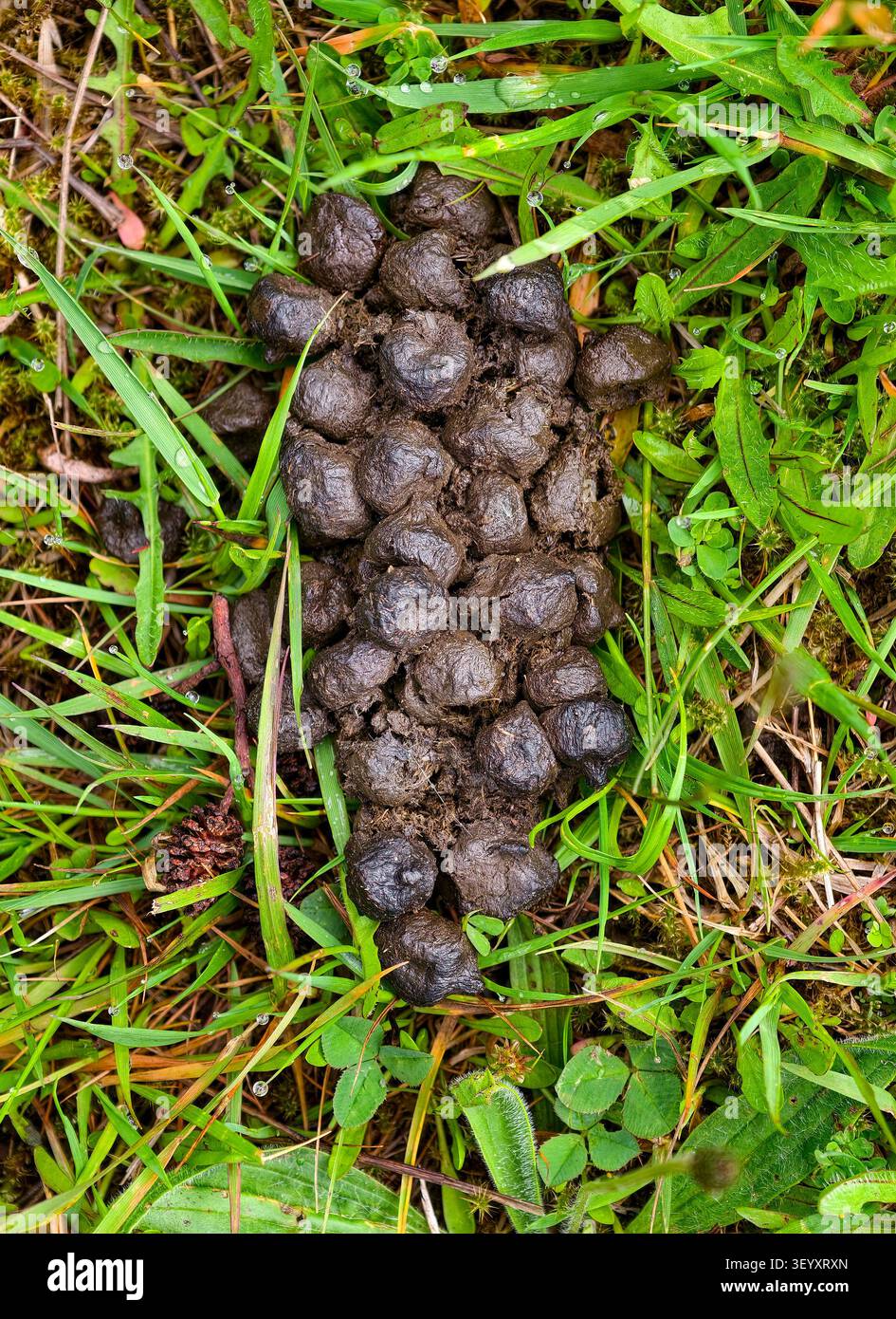 Escrementi di cervo rosso, Perthshire, Scozia Foto Stock