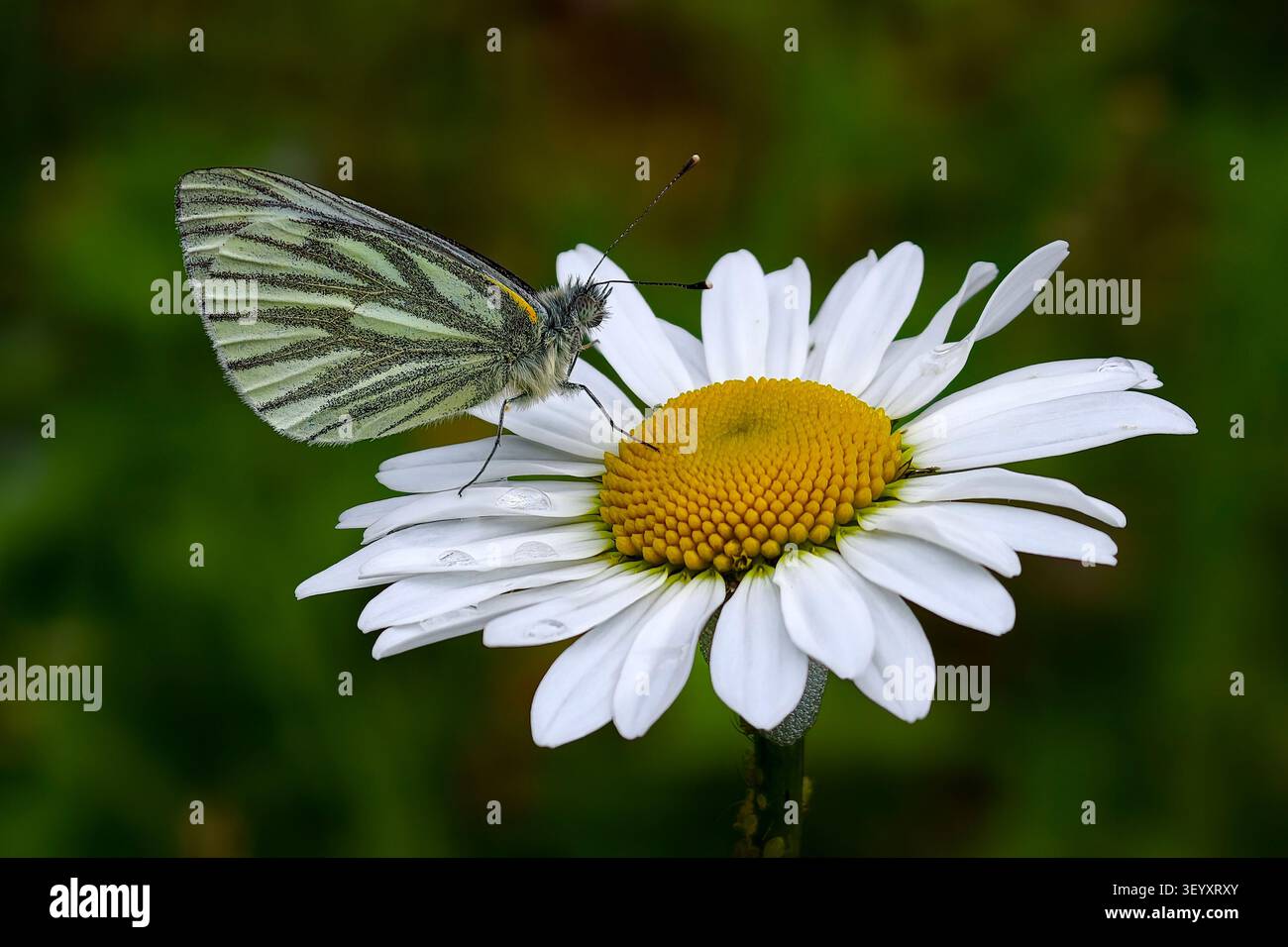 Pieris napi bianco a venatura verde su Daisy Leucanthemum vulgare Ox-Eye Foto Stock