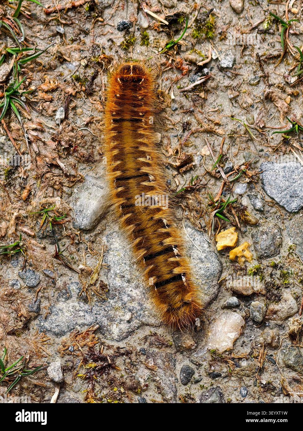 Merluzzo di quercia (Lasiocampa quercus) caterpillar Foto Stock
