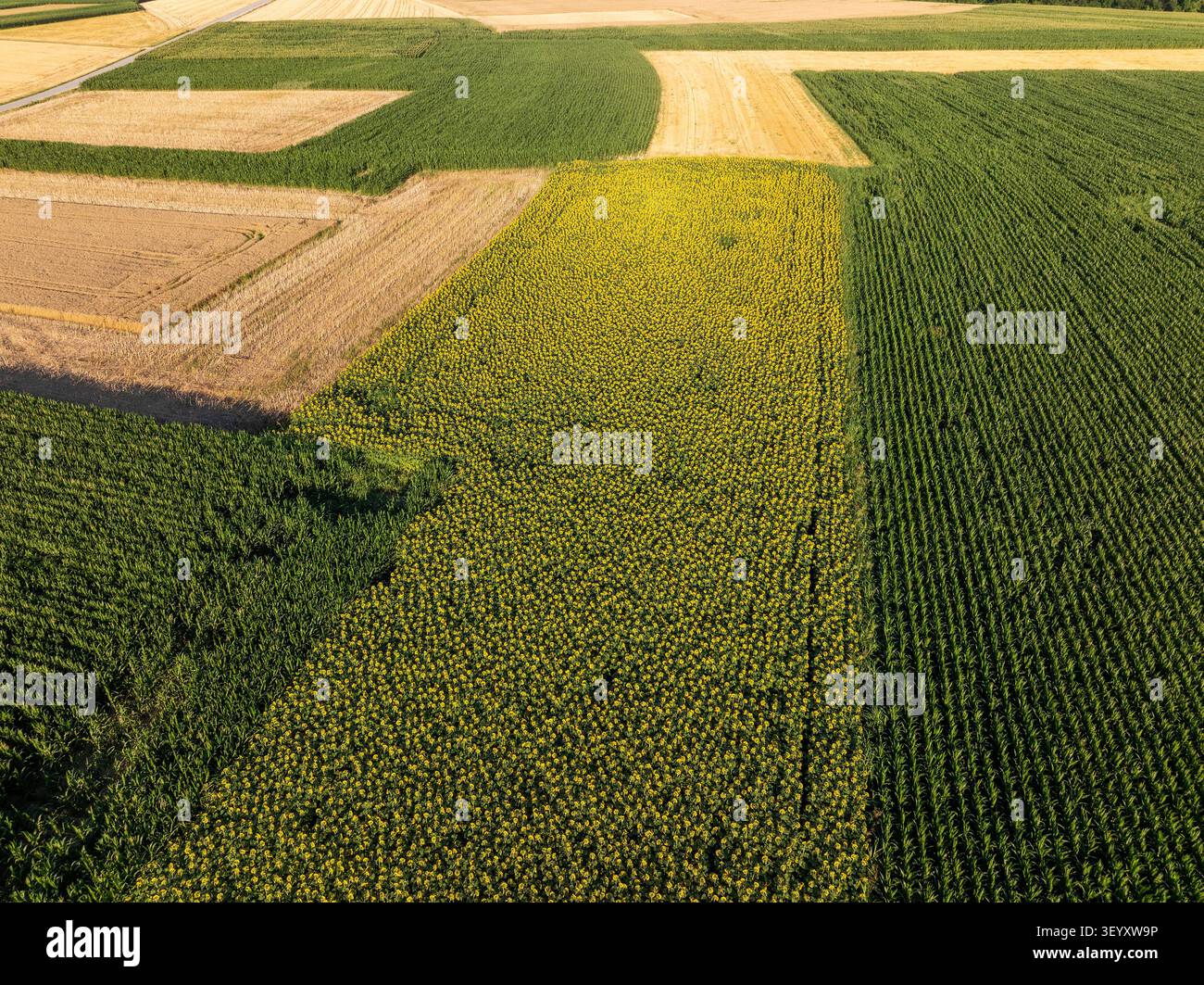 Veduta aerea di un campo di girasoli in fiore e del paesaggio agricolo Foto Stock