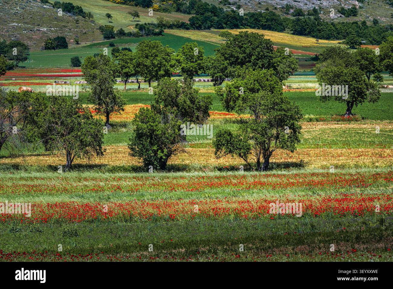 Alberi di mandorlo tra campi di papaveri colorati e un paesaggio agricolo diversificato nella campagna primaverile. Abruzzo, Italia, Europa. Foto Stock