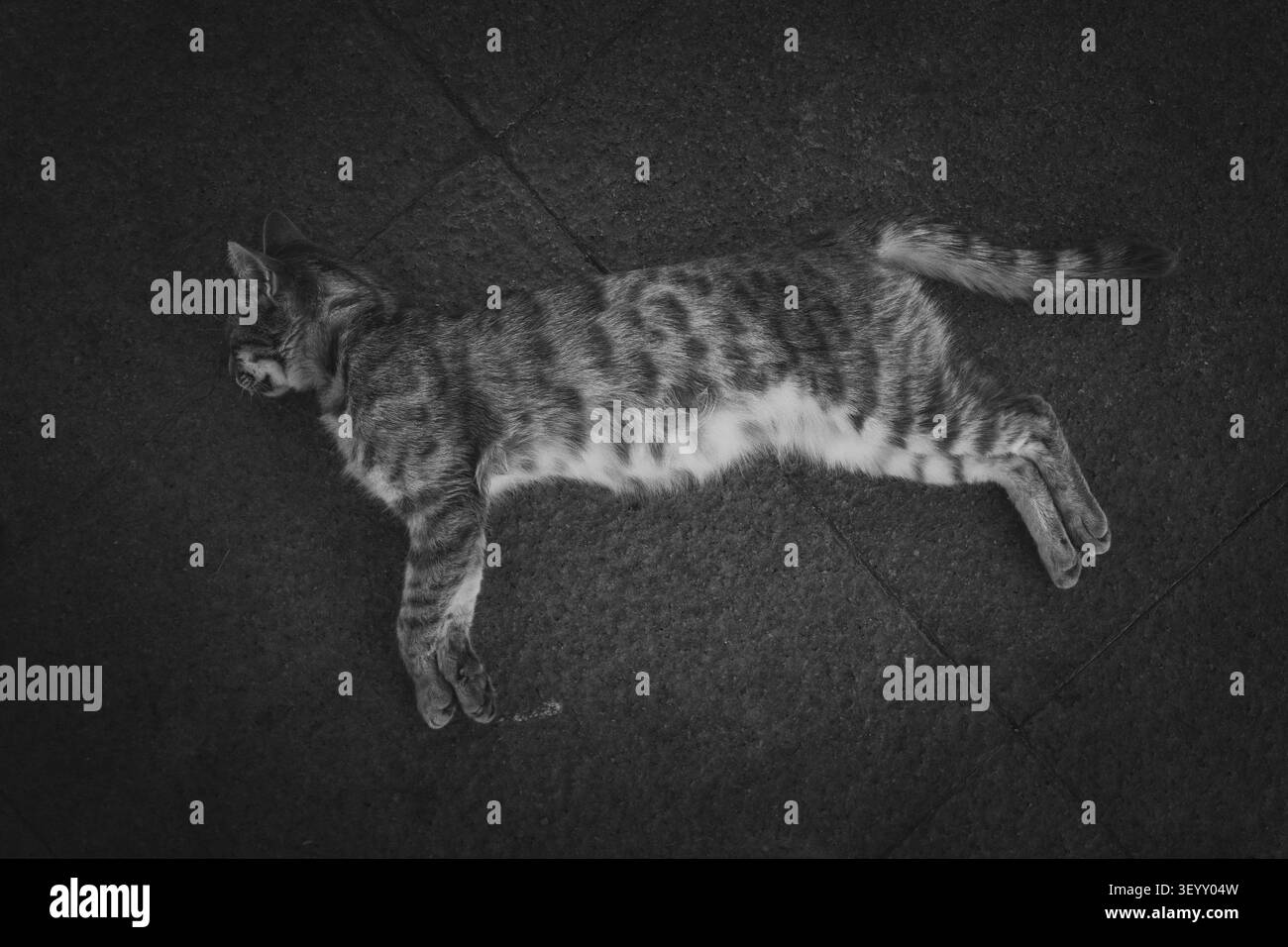 Fotografia in bianco e nero di un gatto che dorme pacificamente a terra, catturando un momento calmo di relax con un'estetica monocromatica senza tempo. Foto Stock