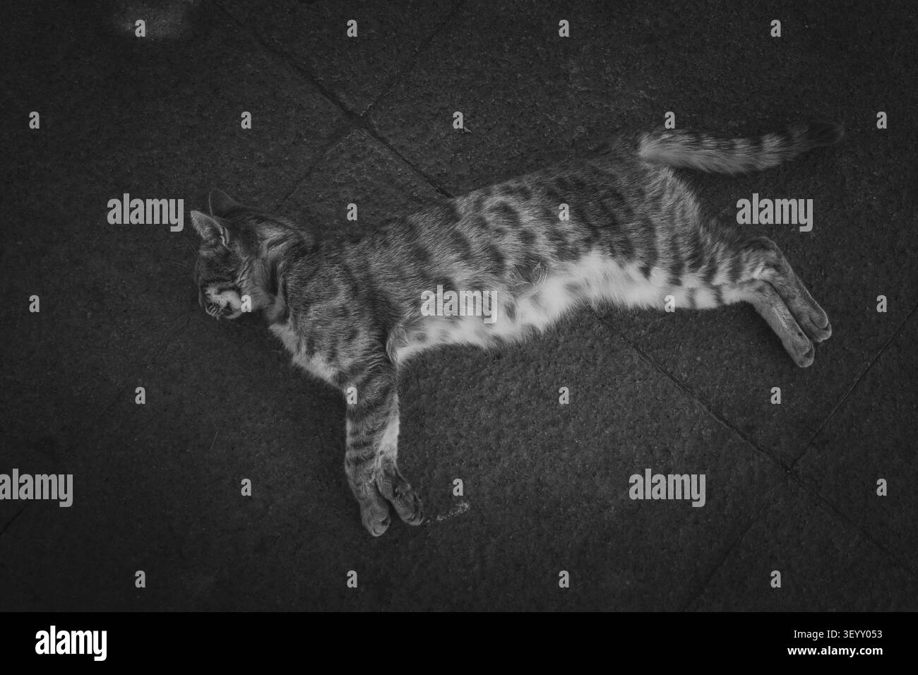 Fotografia in bianco e nero di un gatto che dorme pacificamente a terra, catturando un momento calmo di relax con un'estetica monocromatica senza tempo. Foto Stock