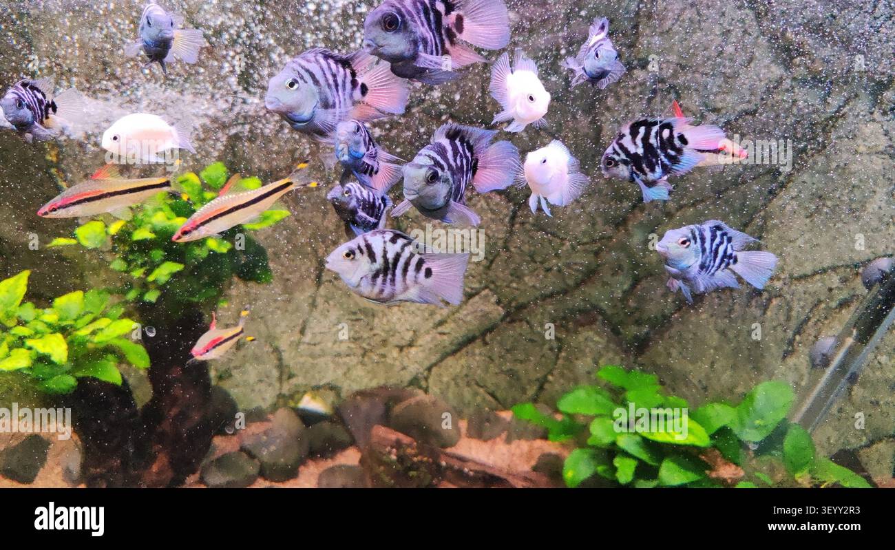 Ciclide pappagallo polare e barbi a strisce rosse nell'acquario Foto Stock