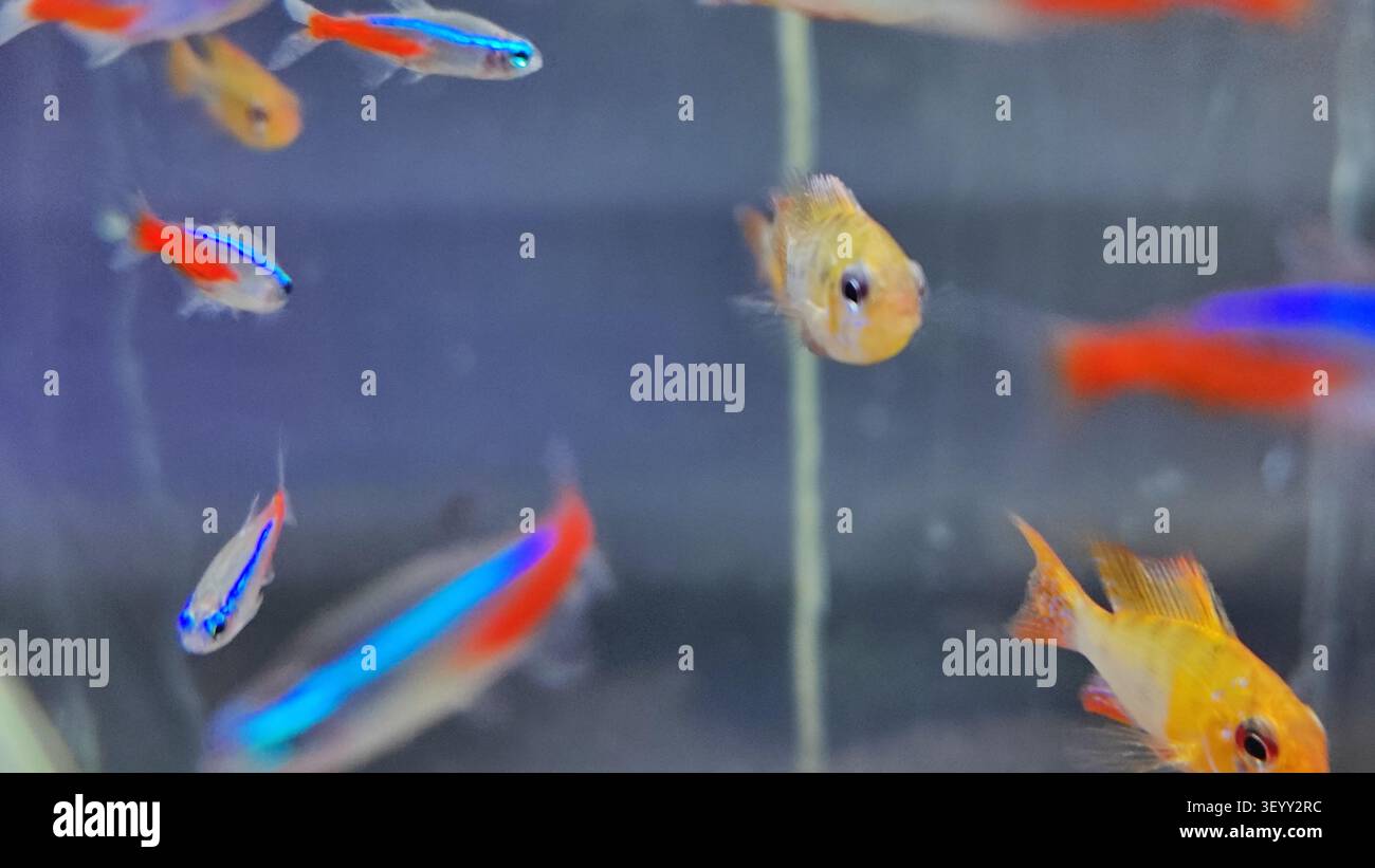 Un vivace banco di pesci tropicali in un acquario Foto Stock