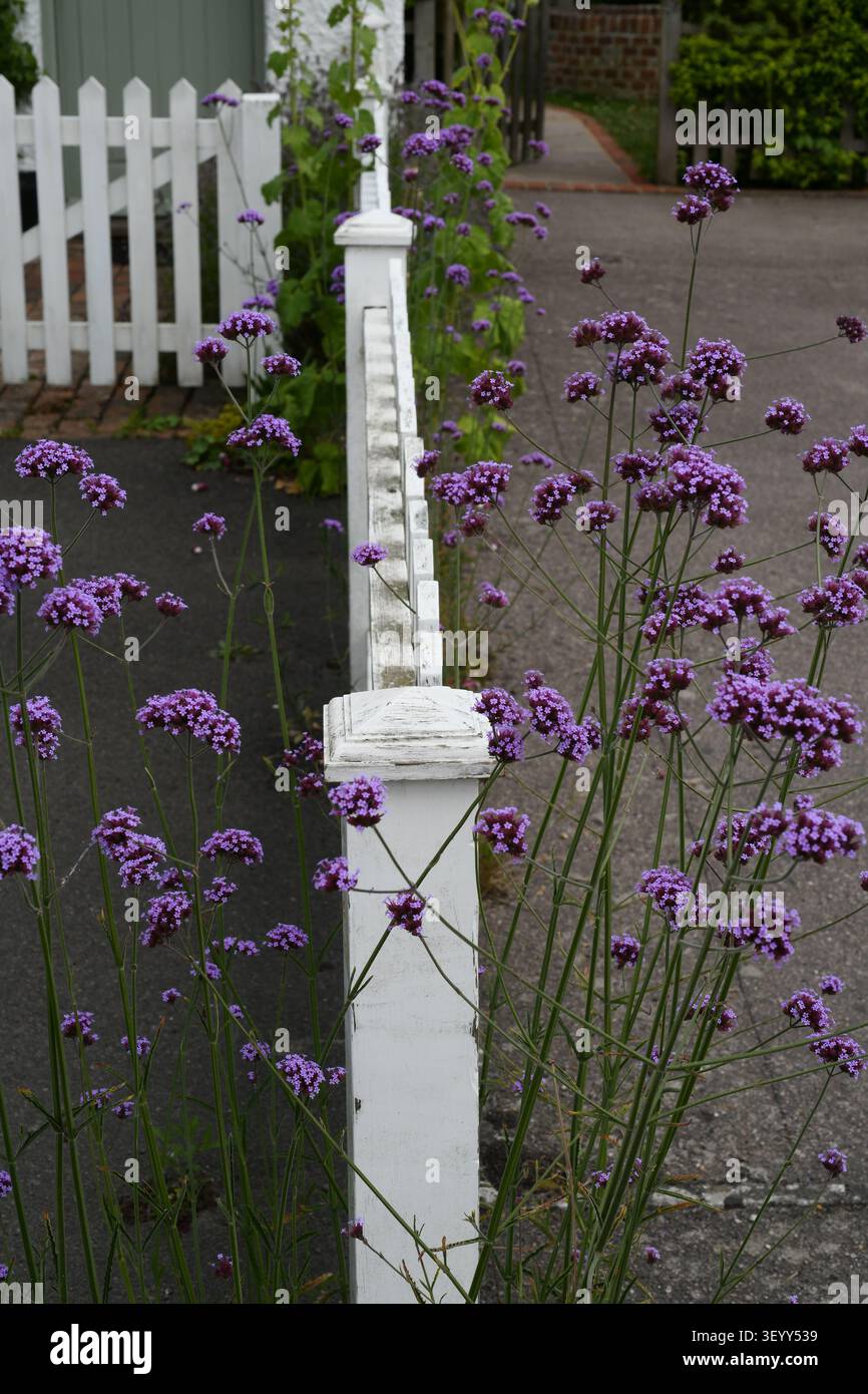 Verbena bonariensis Foto Stock