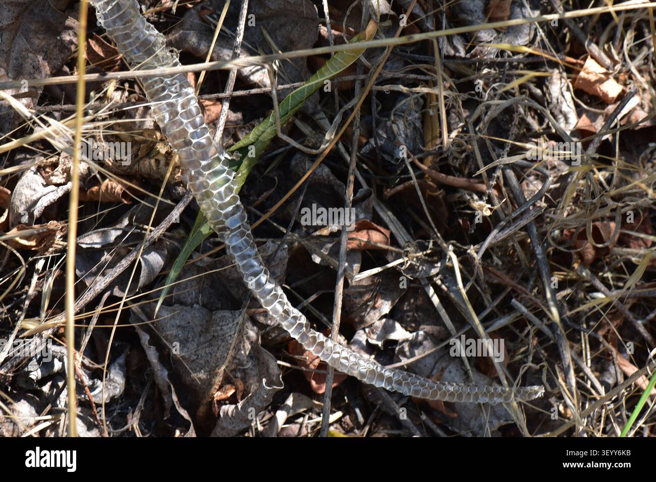 Una pelle di serpente abbandonata nell'erba secca della foresta in una giornata estiva Foto Stock