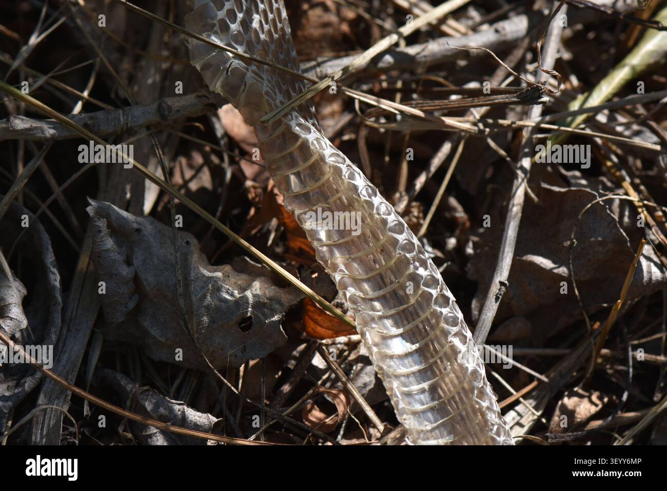 Una pelle di serpente abbandonata nell'erba secca della foresta in una giornata estiva Foto Stock