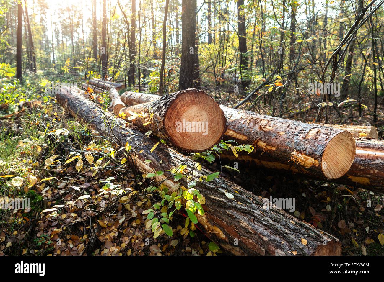 I tronchi tagliati giacciono sul fondo della foresta dopo il disboscamento sanitario o illegale, circondati da foglie autunnali e luce solare. La scena boschiva evidenzia la deforestazione Foto Stock