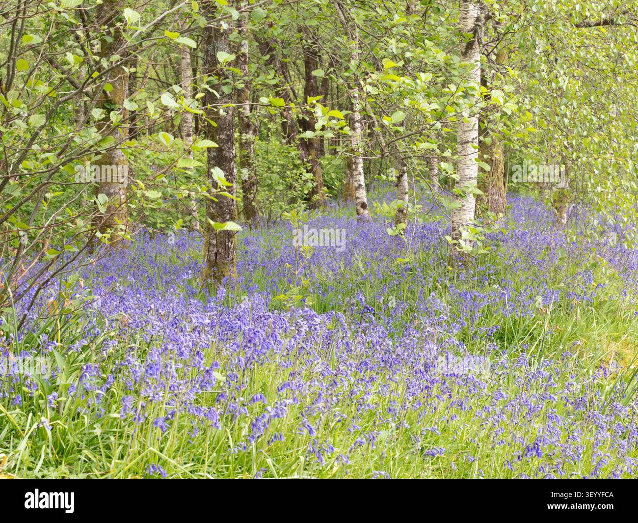 Viola lat fiorita a Glencoe, nelle Highlands scozzesi. Grandi lavaggi di viola adornano la primavera durante tutta la primavera. Ma i tempi variano considerevolmente. Nella mia casa, nell'Oxfordshire, sono emersi quest'anno a marzo. Bur a Glencoe, nelle Highlands scozzesi, li vediamo a maggio. Questi sembrano comuni cani-Viola (Viola riviniana) Foto Stock