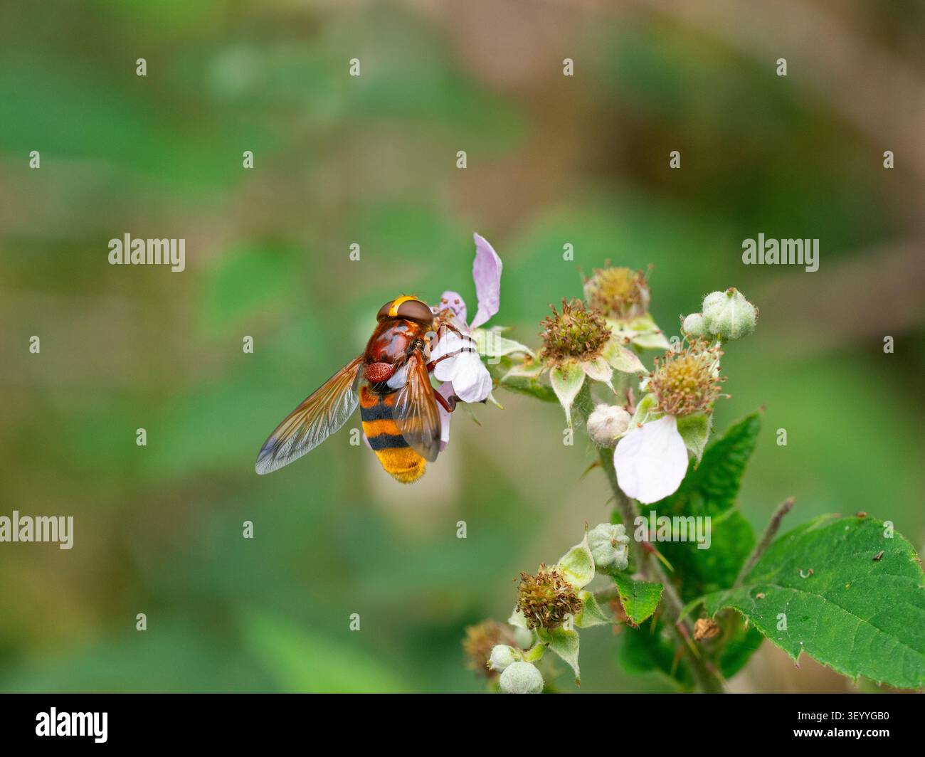 Hornet Vespa Crabro che dà da mangiare a luglio in estate con fiori bramble nel bosco Foto Stock