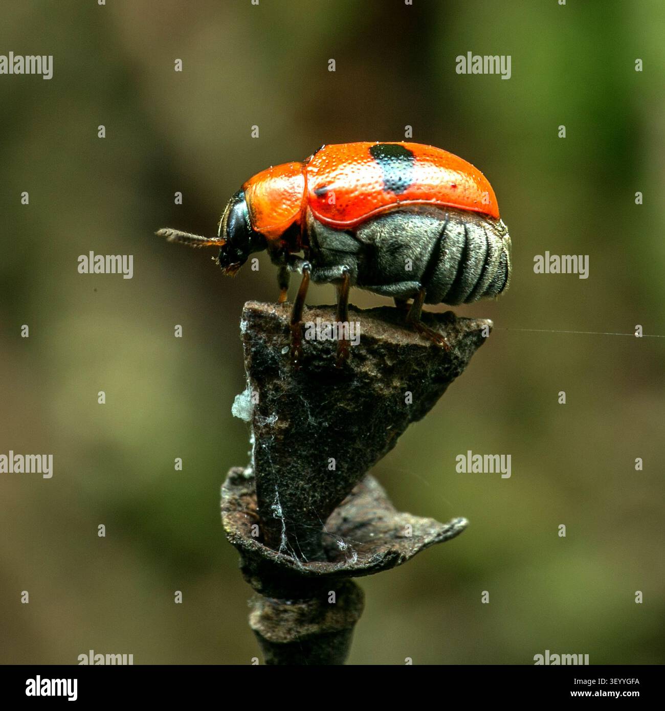 Foto macro profilo di uno scarabeo in foglia rossa lucido con una distinta macchia nera appollaiata su una cialda di piante essiccate Foto Stock
