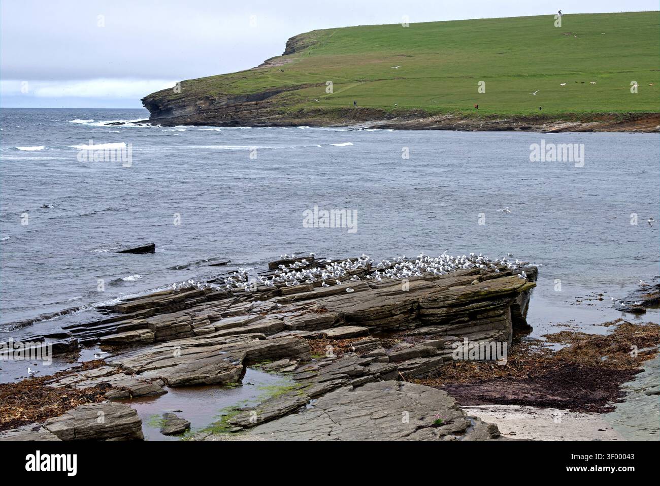 RSPB Scotland Marwick Head Nature Reserve, Orcadi, Scozia, Regno Unito. Foto Stock