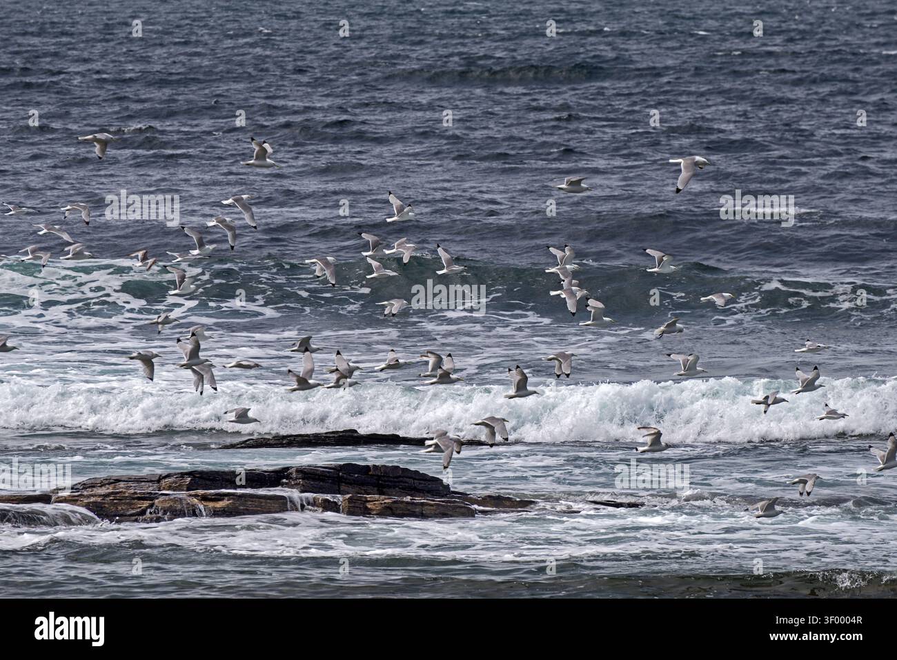 RSPB Scotland Marwick Head Nature Reserve, Orcadi, Scozia, Regno Unito. Foto Stock