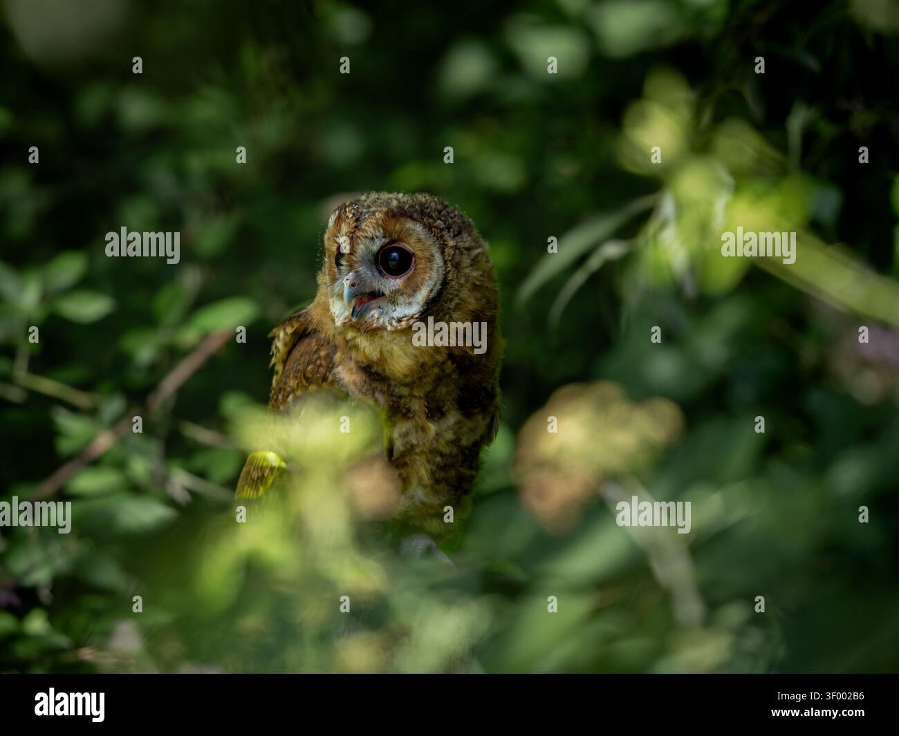 Gufo tenuolo giovanile Foto Stock