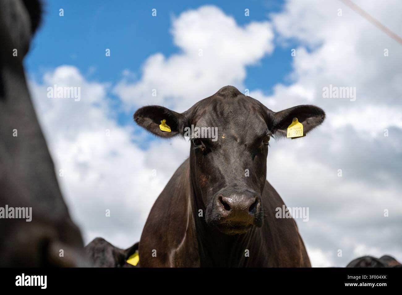 Branco di bovini Aberdeen Angus pluripremiati in un'azienda agricola situata nei confini scozzesi, Regno Unito. Foto Stock