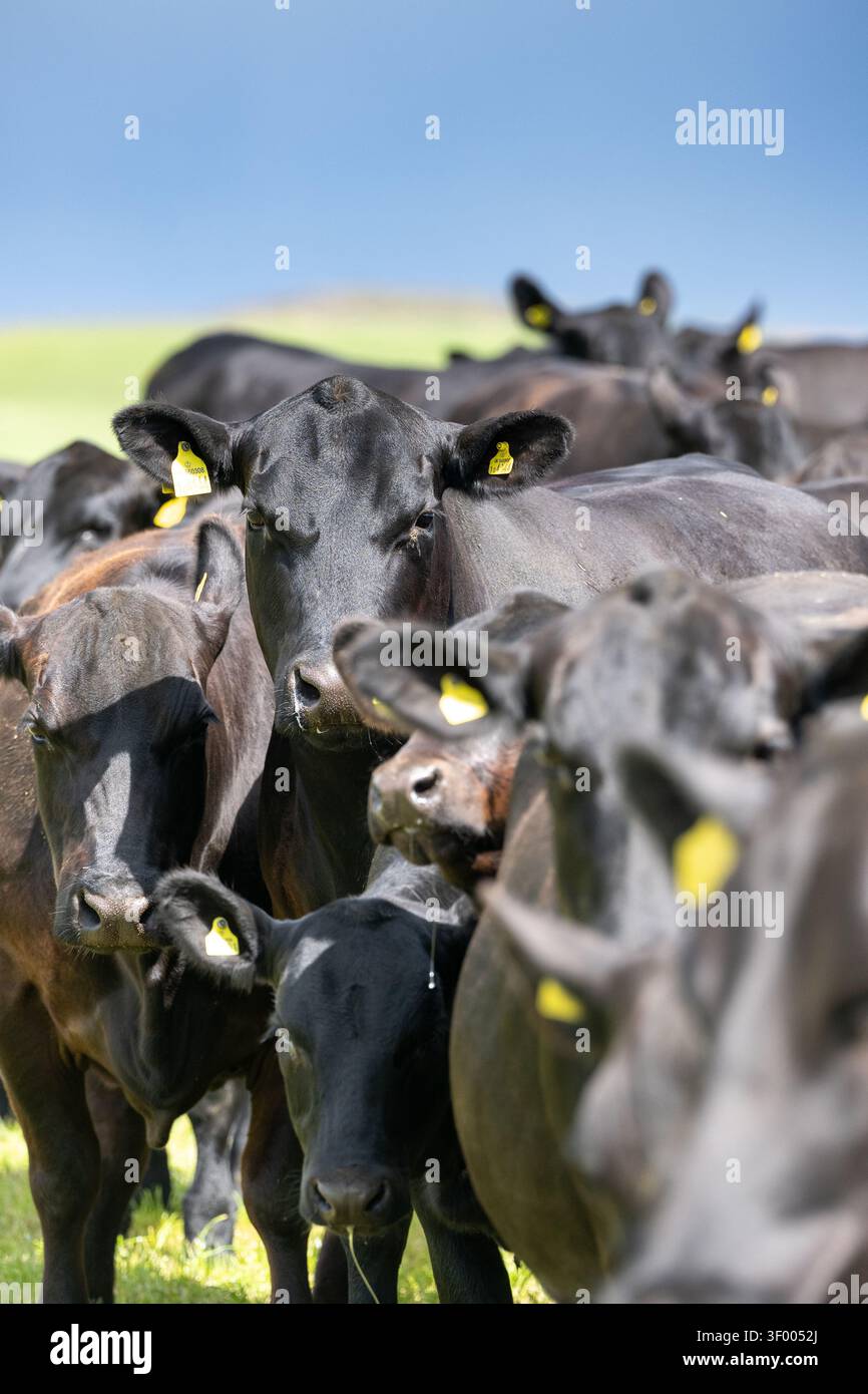Branco di bovini Aberdeen Angus pluripremiati in un'azienda agricola situata nei confini scozzesi, Regno Unito. Foto Stock