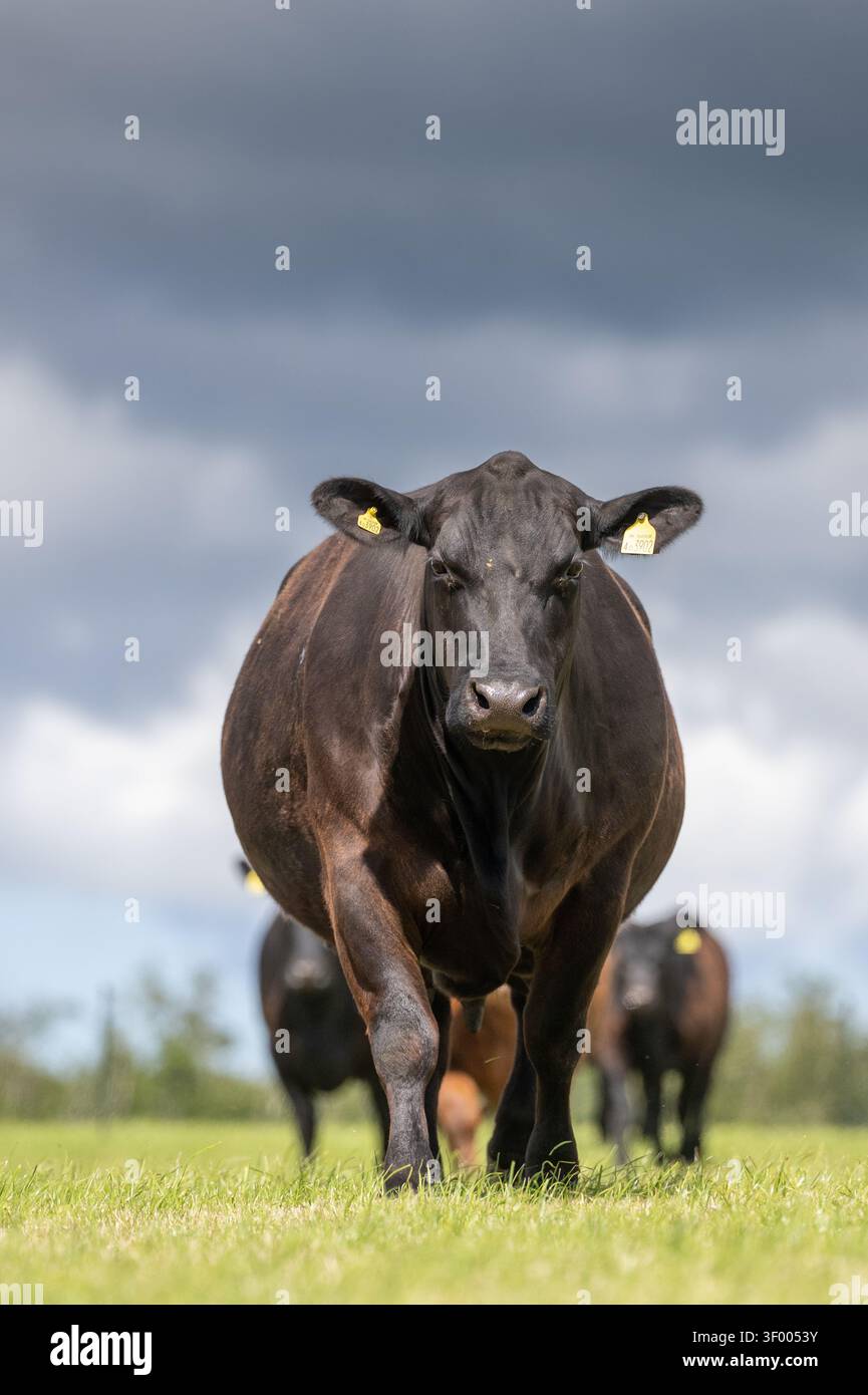 Branco di bovini Aberdeen Angus pluripremiati in un'azienda agricola situata nei confini scozzesi, Regno Unito. Foto Stock