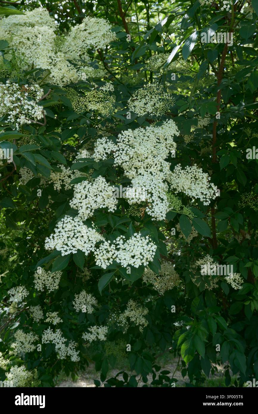 Sambucus nigra fiori bianchi cremosi Foto Stock