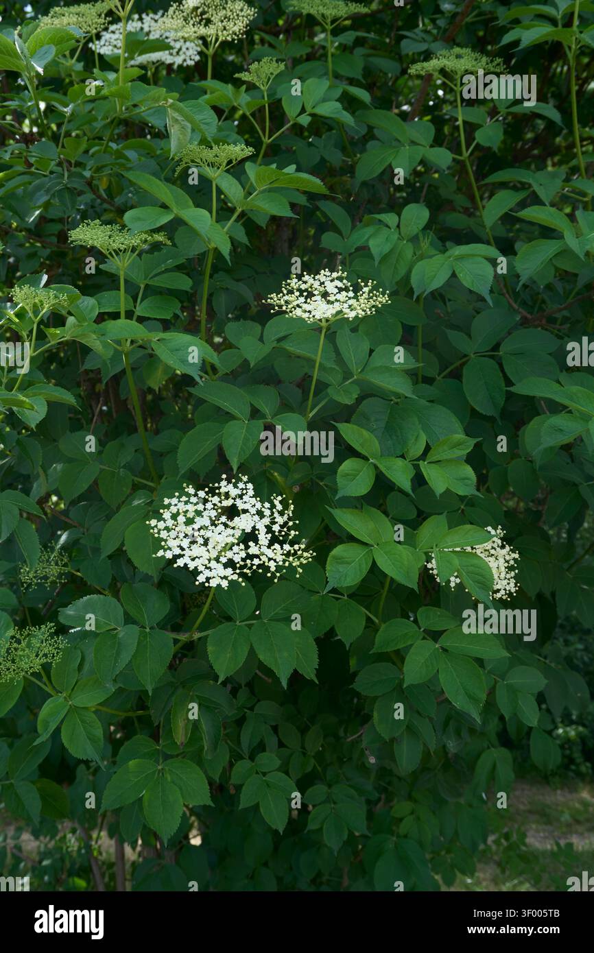 Sambucus nigra fiori bianchi cremosi Foto Stock
