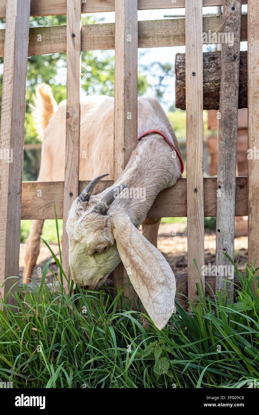 Primo piano di una capra che mangia erba fresca attraverso una recinzione di legno, concentrandosi sul comportamento naturale dell'alimentazione. Foto Stock