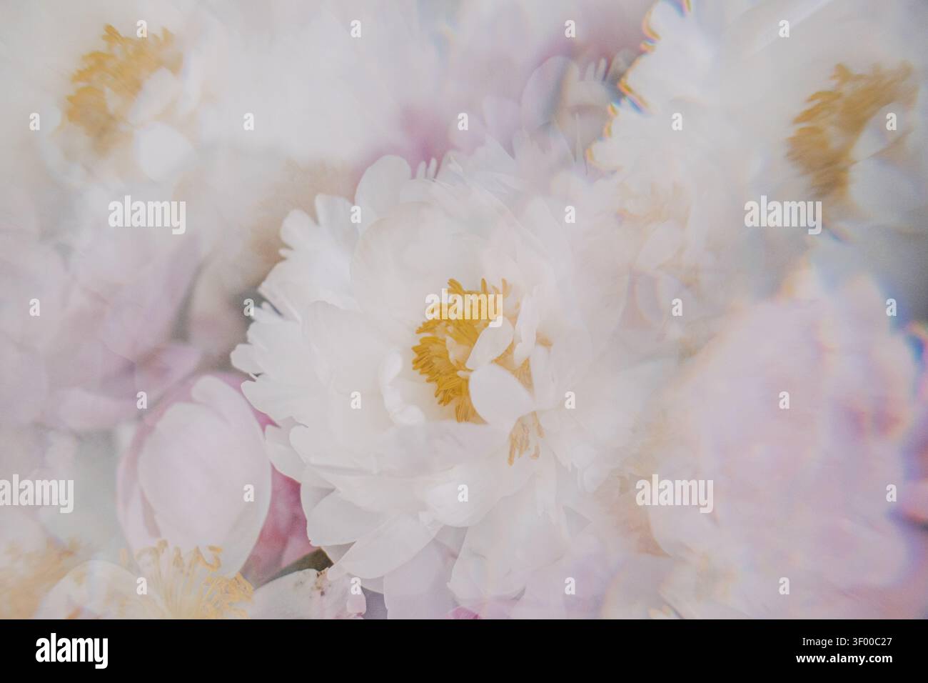 Le peonie bianche e rosa sono caratterizzate da texture morbide grazie al riflesso astratto dell'obiettivo a doppia esposizione. Texture sovrapposta sfocata, distorsione artistica dell'obiettivo Foto Stock