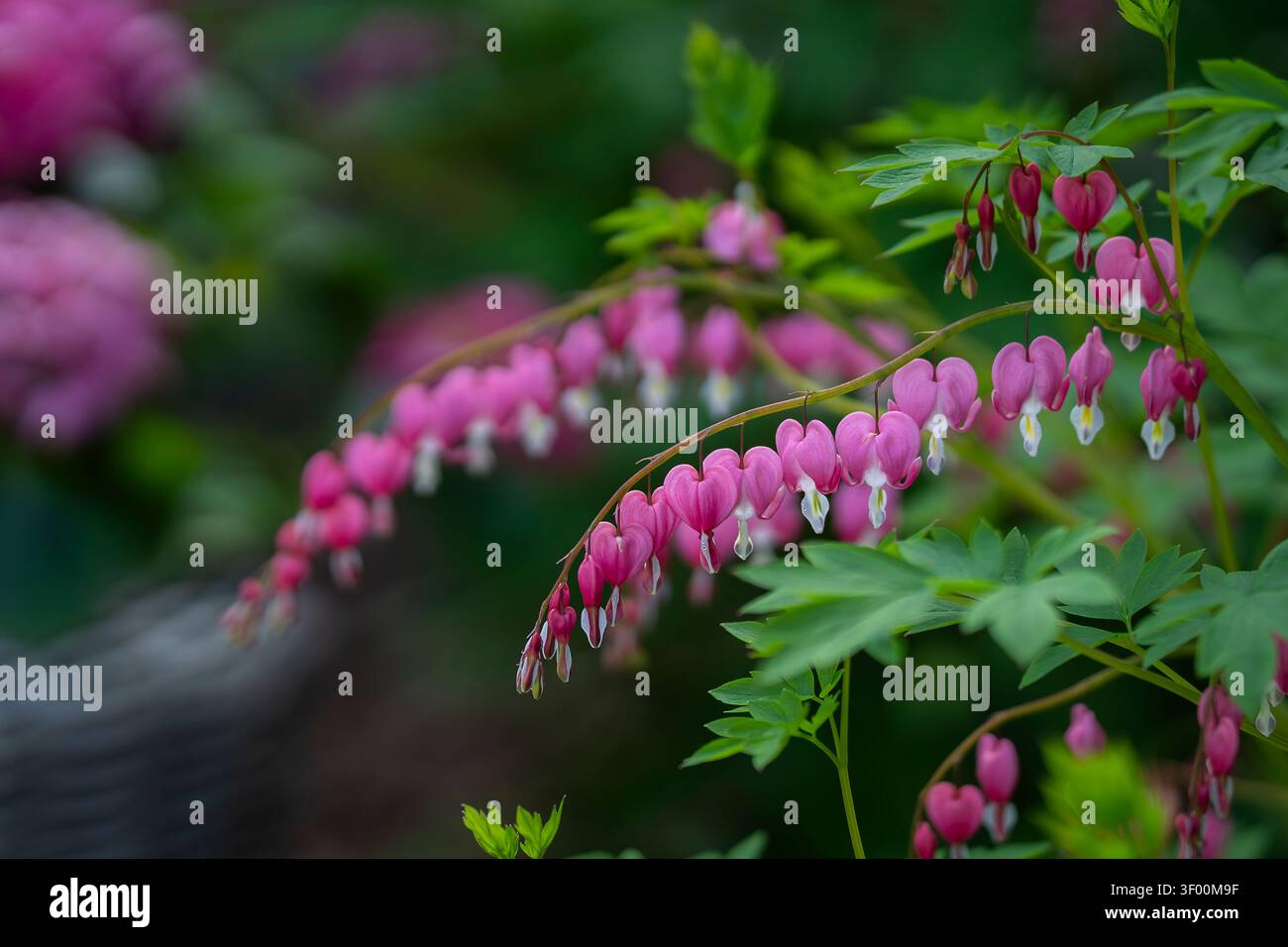 Cuore sanguinante vecchio stile in fiore (Dicentra spectabilis, sin. Lamprocapnos spectabilis) che espone eleganti fiori rosa a forma di cuore. Foto Stock