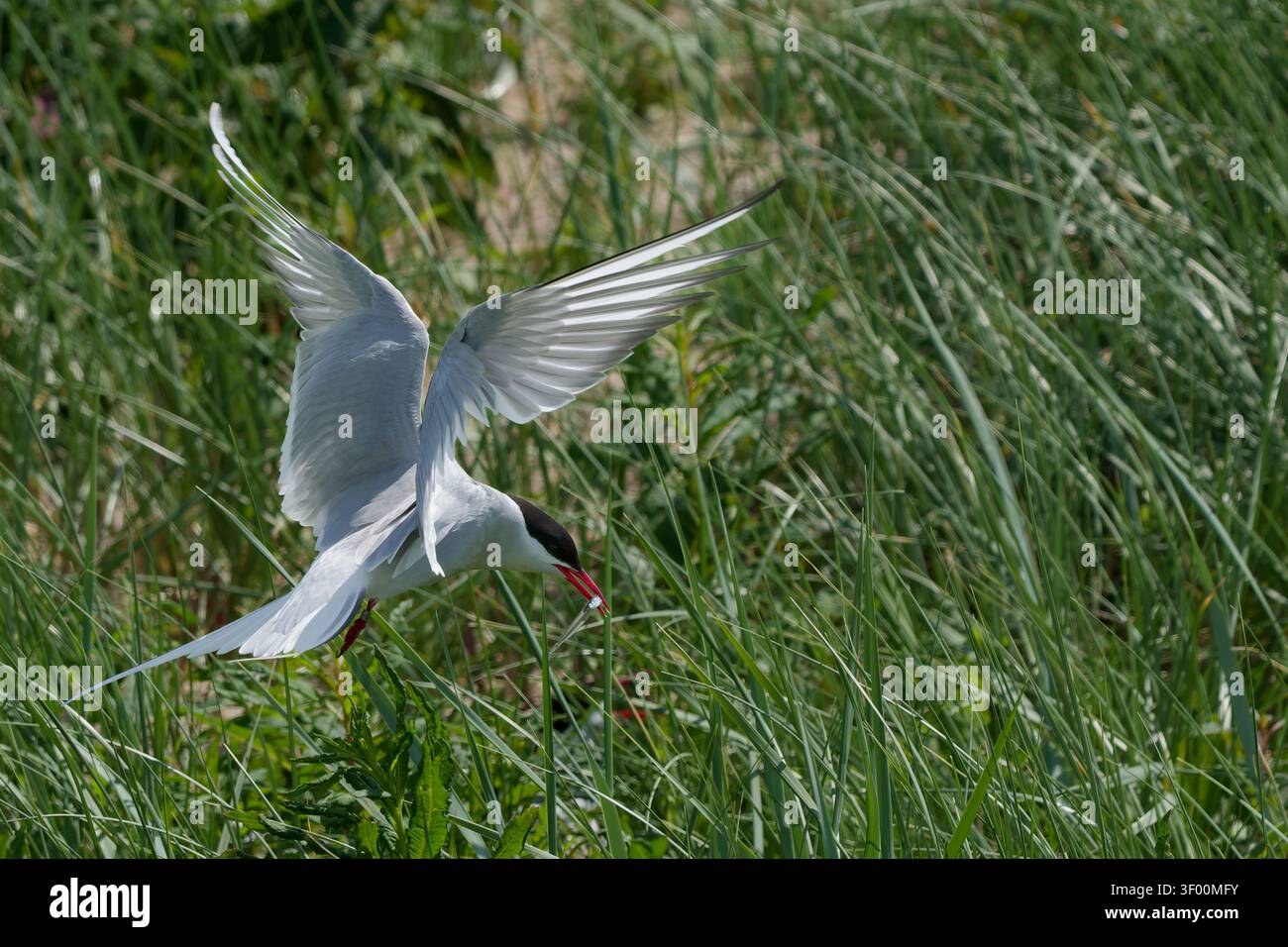 Sterna artica in volo durante la stagione riproduttiva Foto Stock