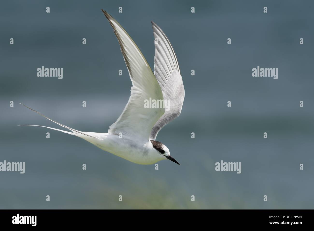 Sterna comune non riproduttiva nel Northumberland Foto Stock