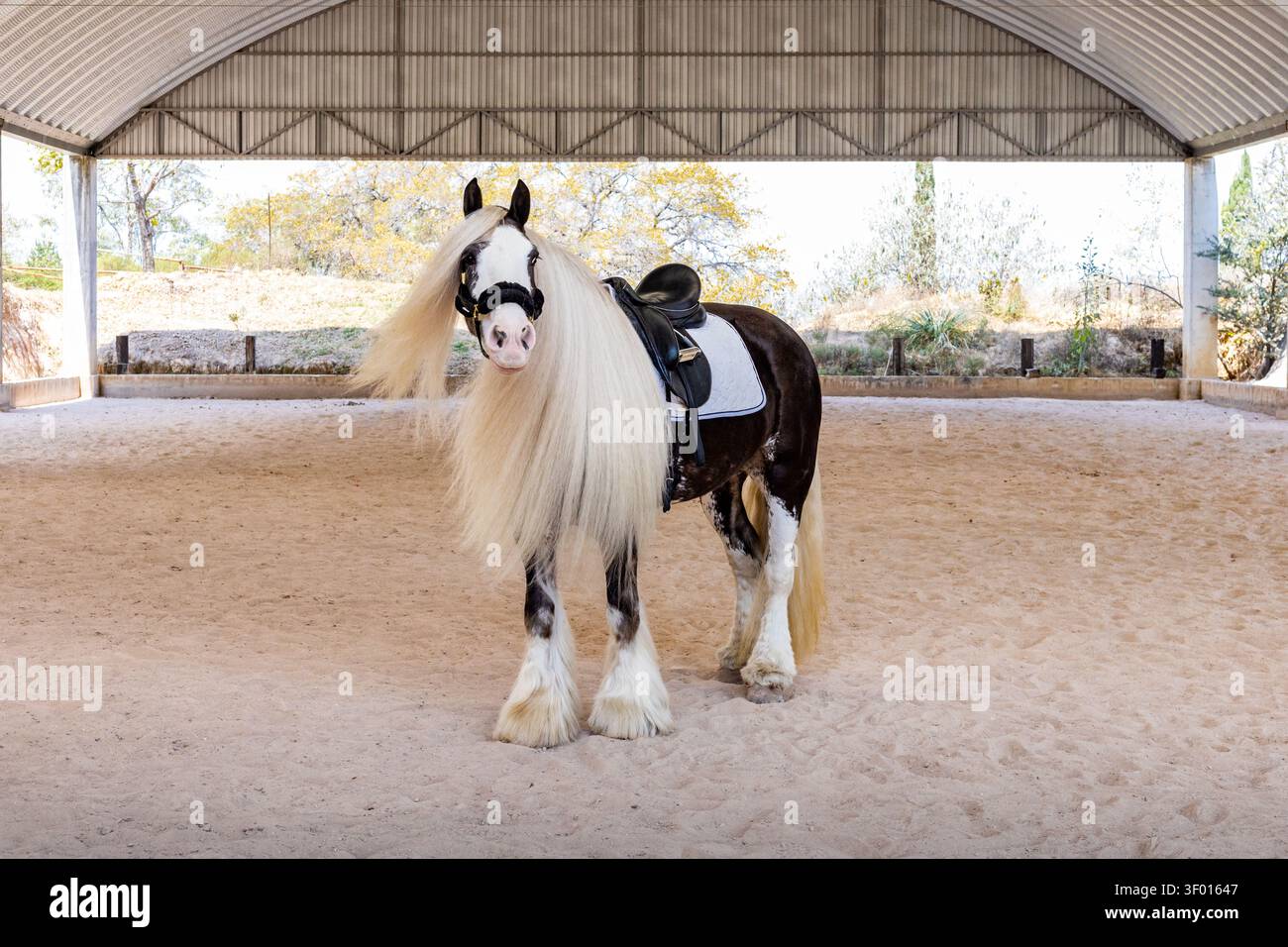 Un maestoso Gypsy Vanner si erge graziosamente in un'arena coperta, mostrando la sua lussuosa criniera e indossando un equipaggiamento equestre di alta qualità, tra cui un ben attrezzato Foto Stock