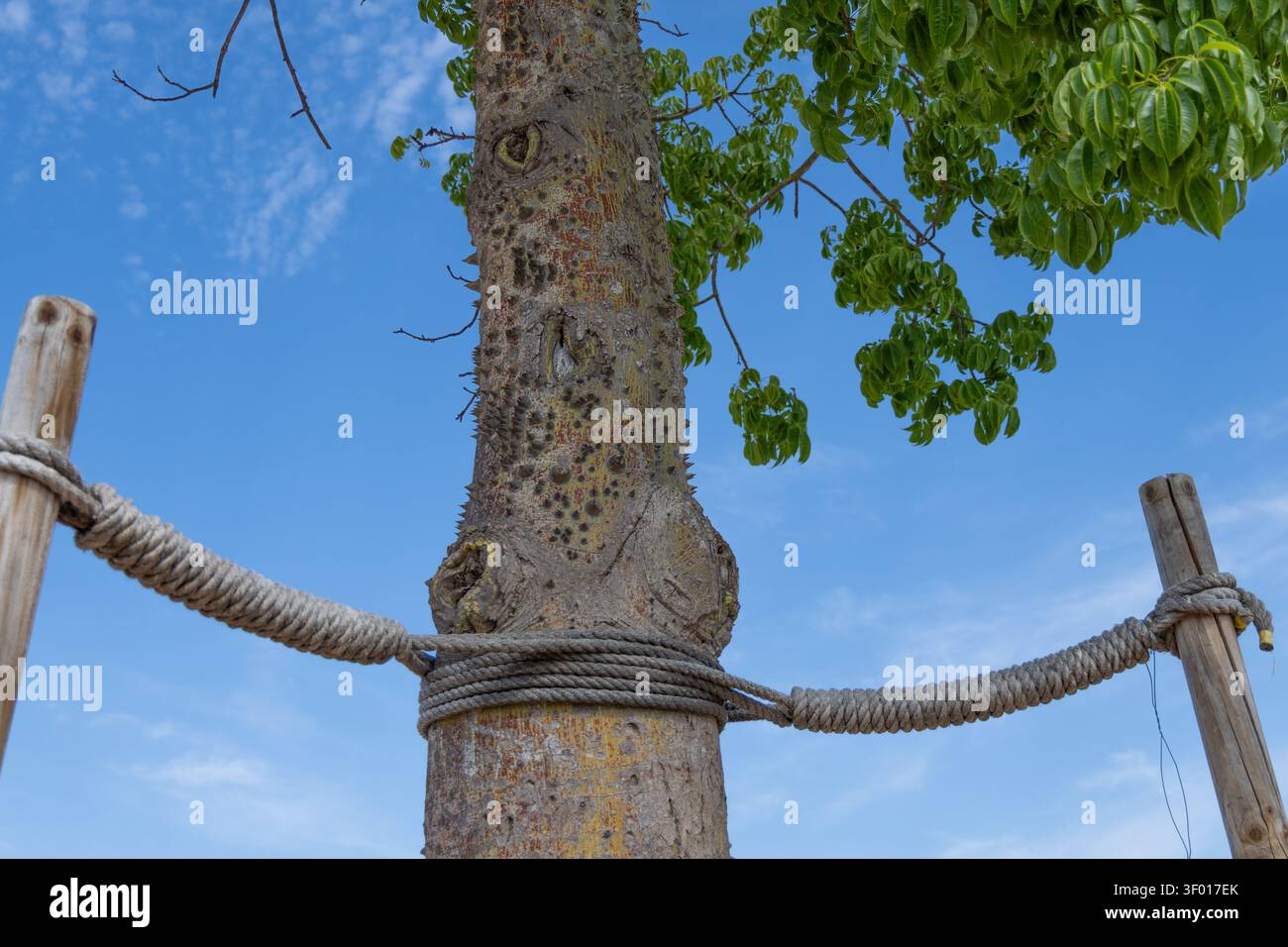 Una vista ravvicinata di un tronco di albero, rinforzato con spesse corde legate a pali di legno, adagiato su un cielo azzurro limpido con nuvole sparse Foto Stock