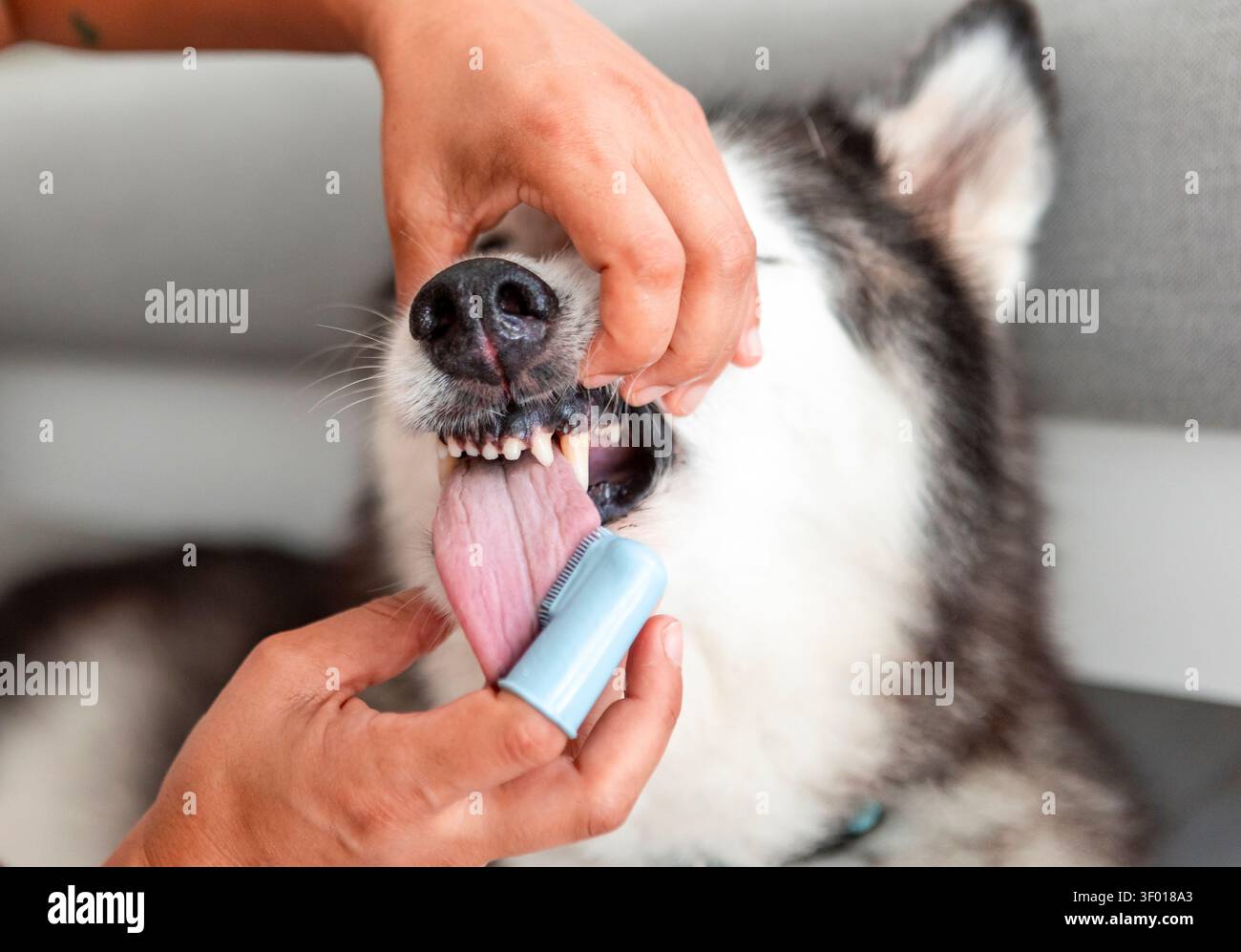 Primo piano di un husky siberiano che ha i denti spazzolati con uno spazzolino in silicone da un proprietario a casa, mostrando lingua e gengive durante il periodo dentale quotidiano Foto Stock