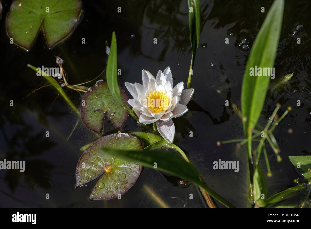 Una ninfea bianca (nymphaea alba) in un piccolo laghetto con giardino in Svezia foto: Bo Arrhed Foto Stock