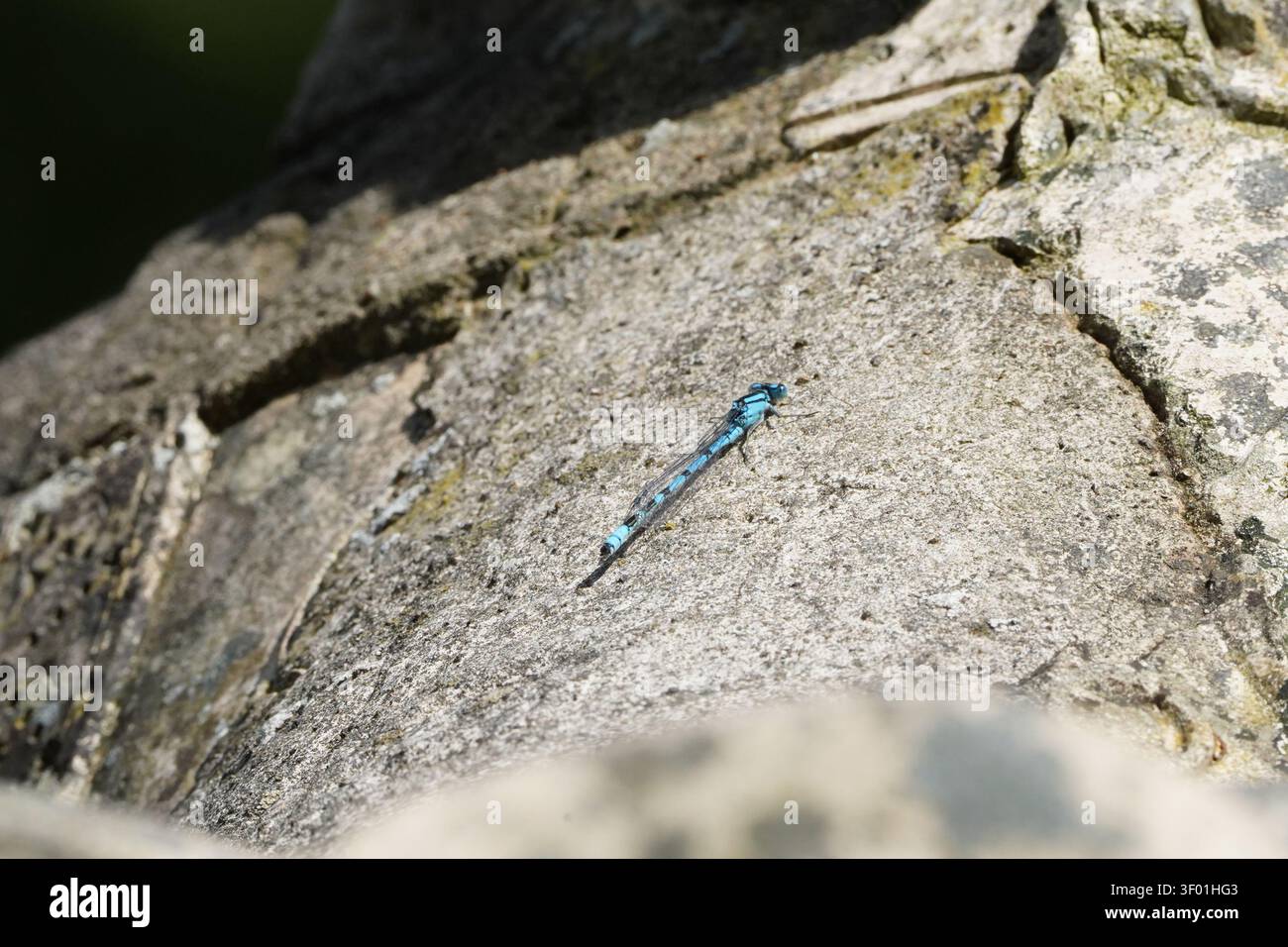 Una vibrante libellula blu che riposa su una superficie di pietra strutturata illuminata dal sole. Foto Stock