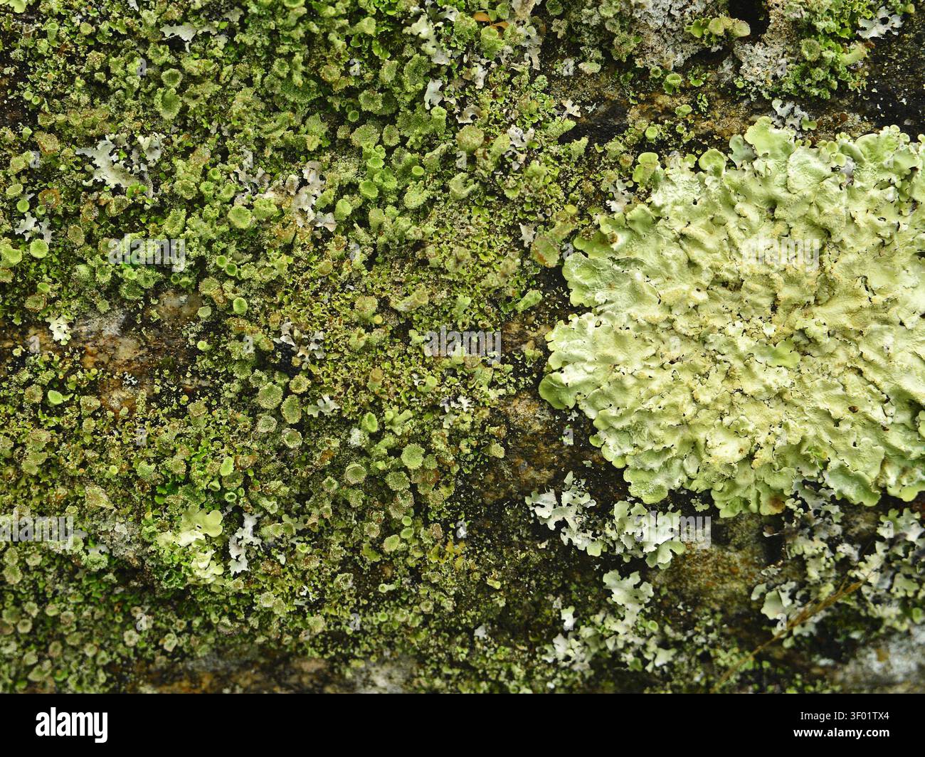Licheni di diversi tipi e colori che condividono la stessa superficie rocciosa. Foto Stock