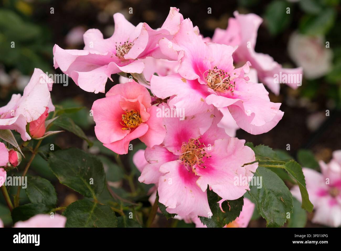 Rosa compatta, rosa fiorita, rosa «ci vediamo in rosa» in fiore. Foto Stock
