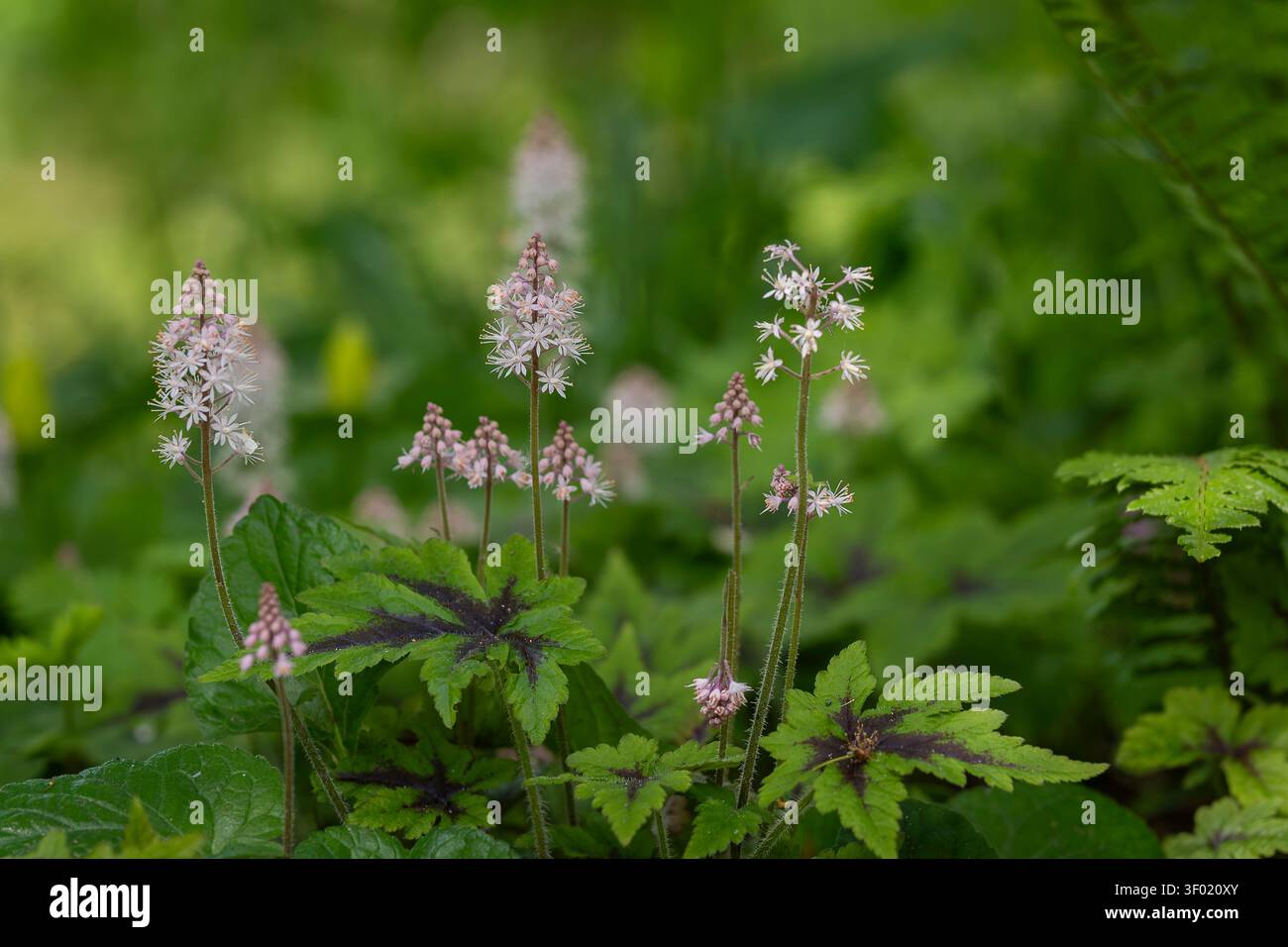 Fioritura di fiamma (Tiarella 'Taelon') con delicati fiori rosa pallido a forma di stella e un caratteristico fogliame a motivi geometrici in un giardino boschivo ombreggiato. Foto Stock