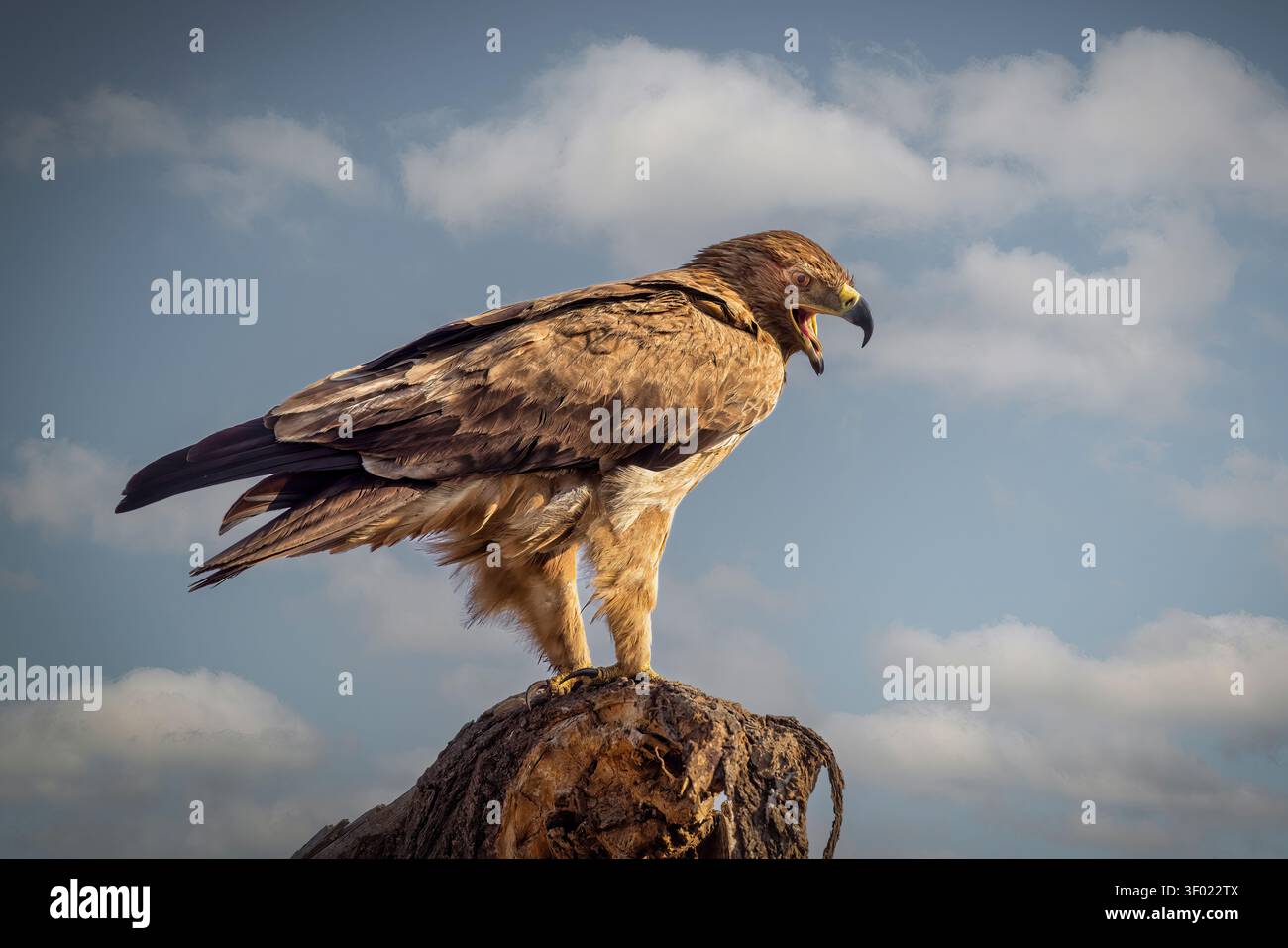 Aquila Tawny arroccata su una roccia nel Parco Nazionale del Serengeti. Aquila rapax sorge su un arroccato roccioso sotto un cielo blu nella savana tanzaniana. Foto Stock