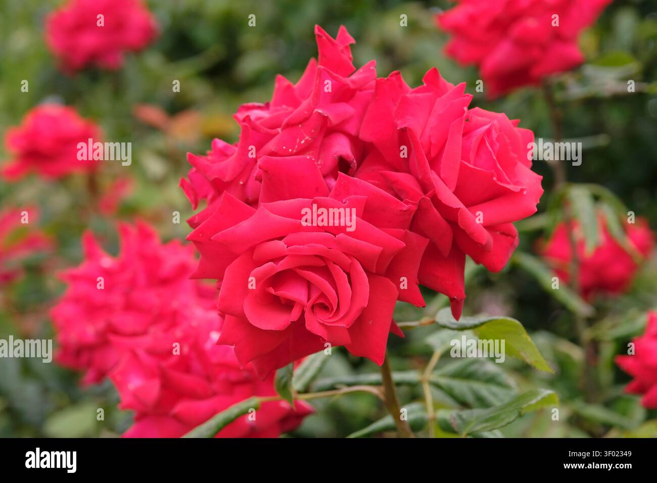 Rosa ibrida in miniatura rossa, rosa «My Valentine» in fiore. Foto Stock