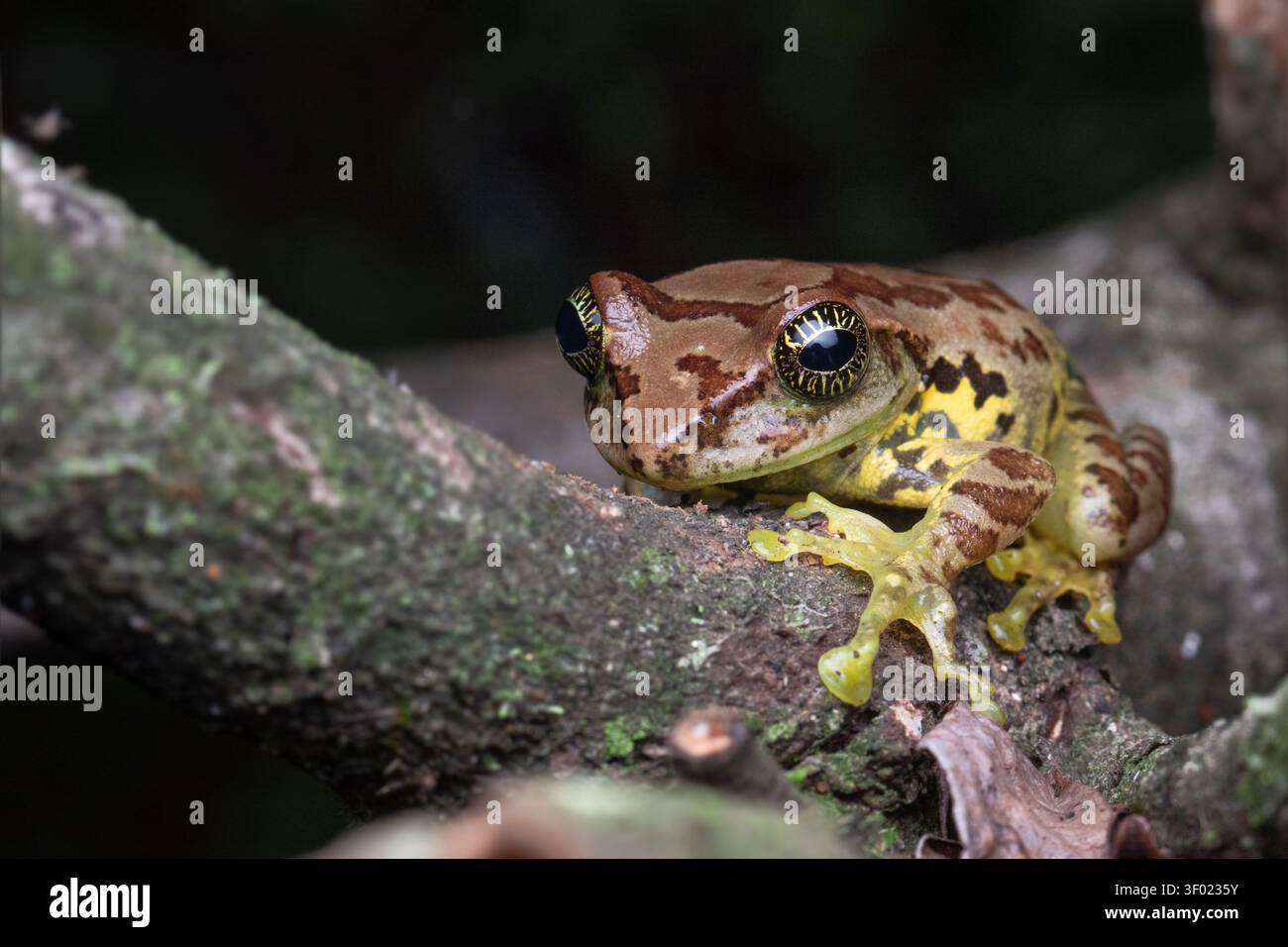 Una rana arborea dagli occhi stellati (Ghatixalus asterops) appollaiata su un ramo di un albero su uno sfondo nero nei Ghati Occidentali, India. Foto Stock