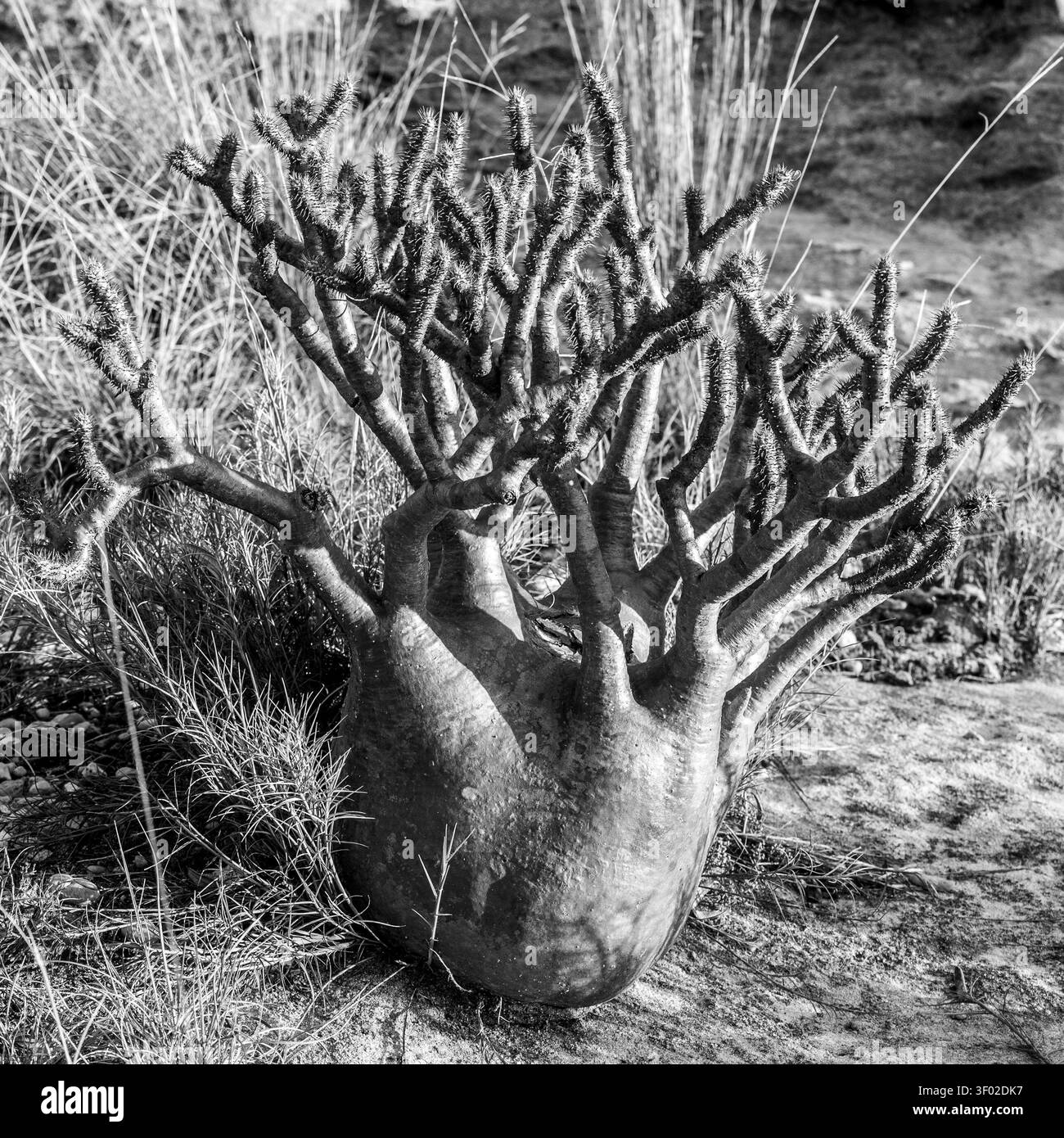 Pianta del piede dell'elefante (Pachypodium rosulatum) nel Parco nazionale dell'Isalo, Madagascar Foto Stock