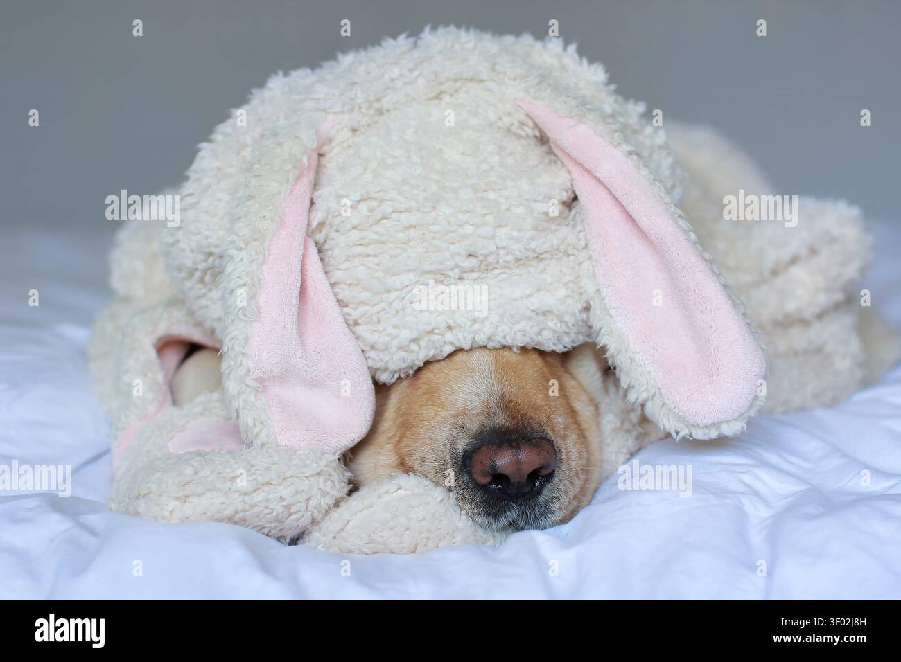 Adorabile Labrador retriever che dorme sotto una coperta soffice a forma di coniglio su un letto accogliente, creando una scena incantevole di comfort, calore e riposo tranquillo. Foto Stock