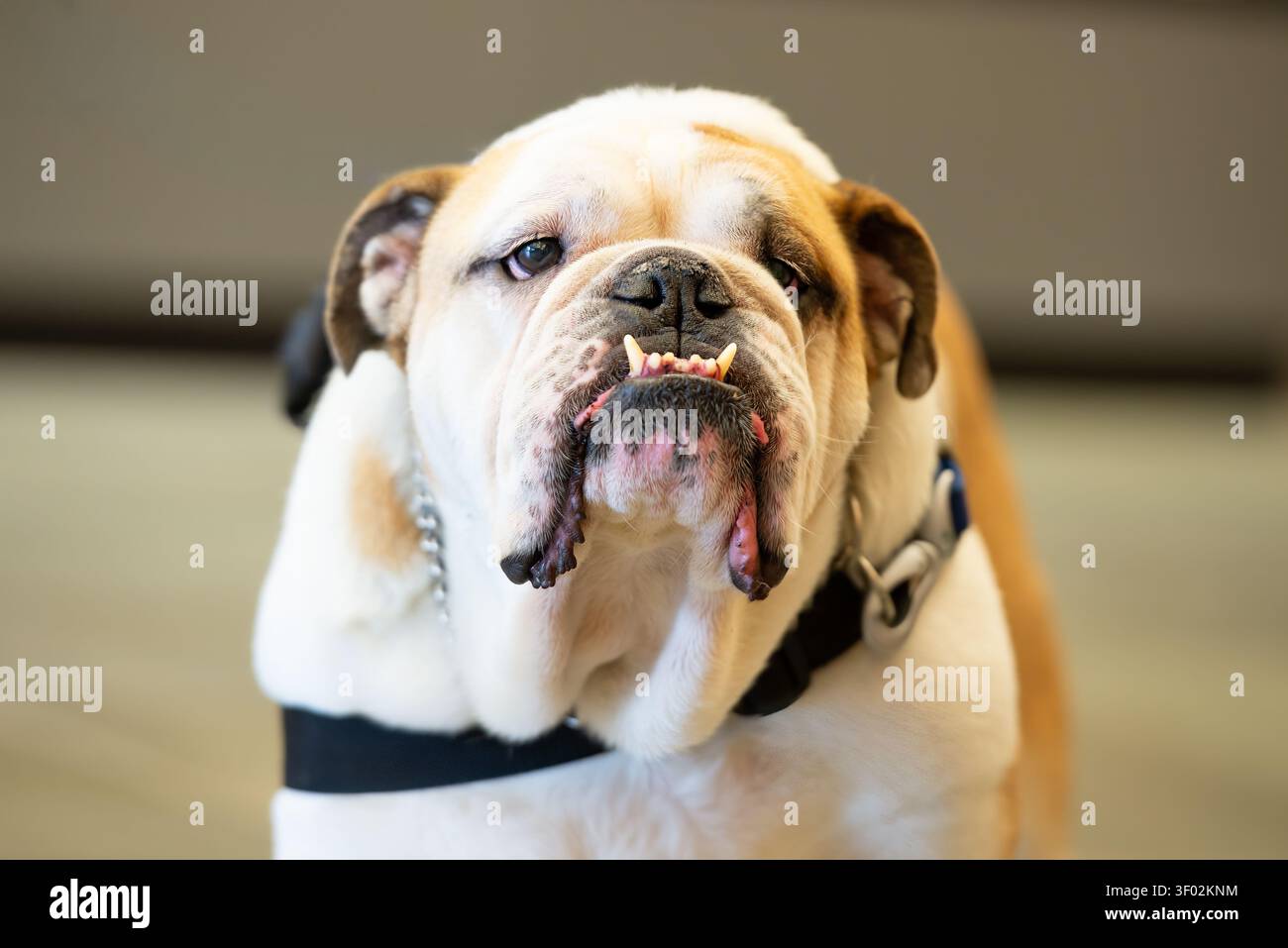 Grande ritratto Bulldog inglese bianco e abbronzato con un underbite pronunciato e gufi sospese basse Foto Stock